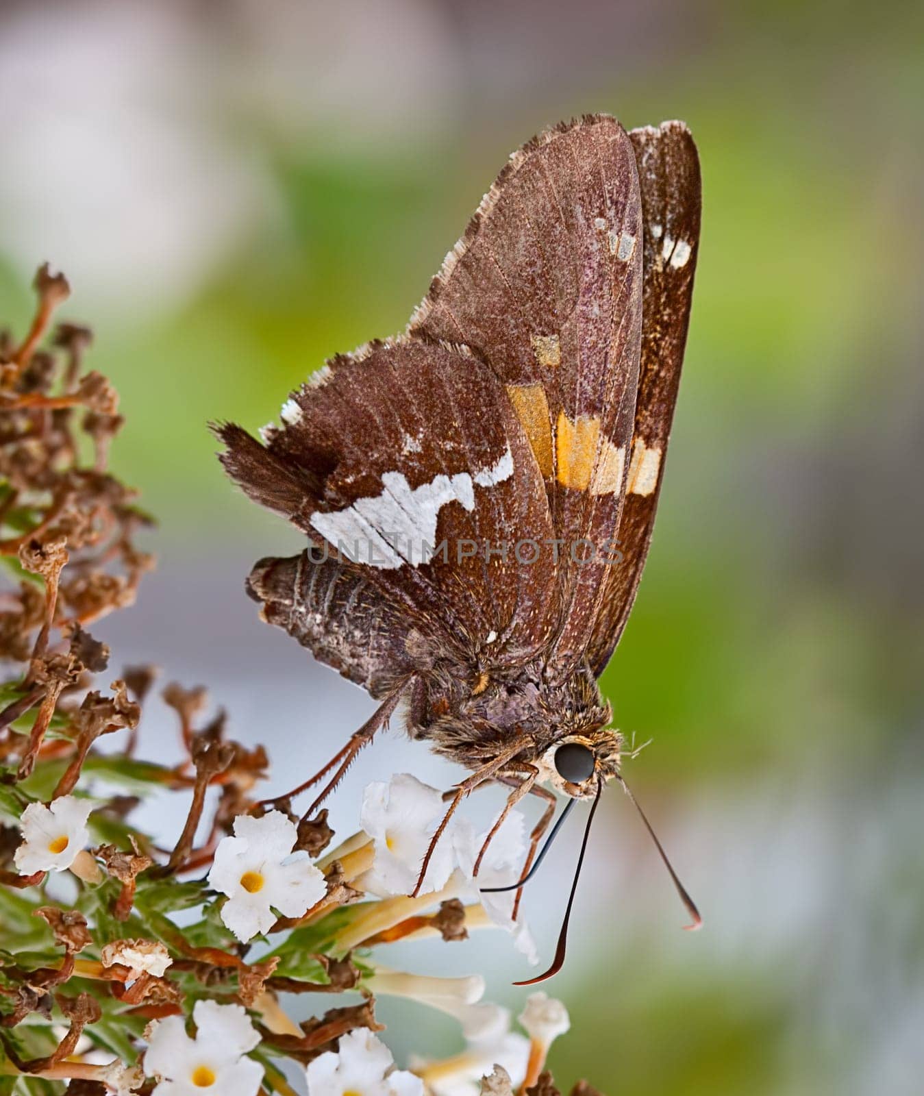 A silver-spotted skipper butterfly on a flower in a garden. The butterfly is sucking nectar from a flower.