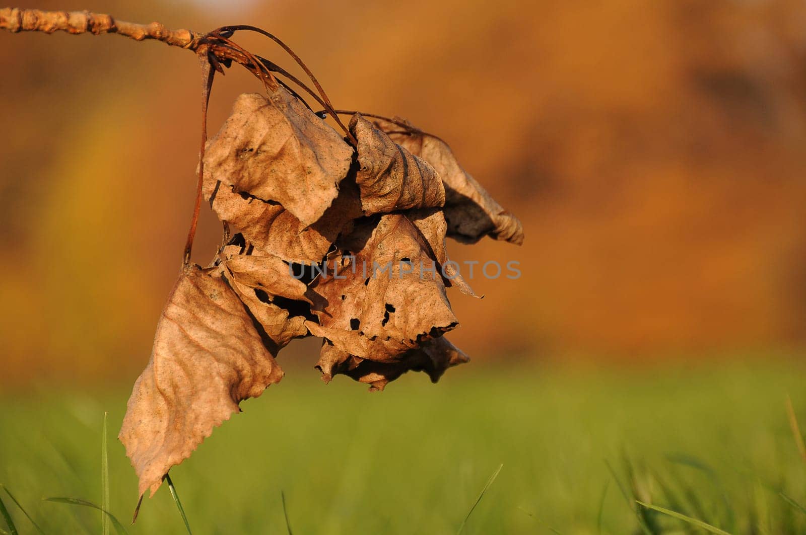 Dryness