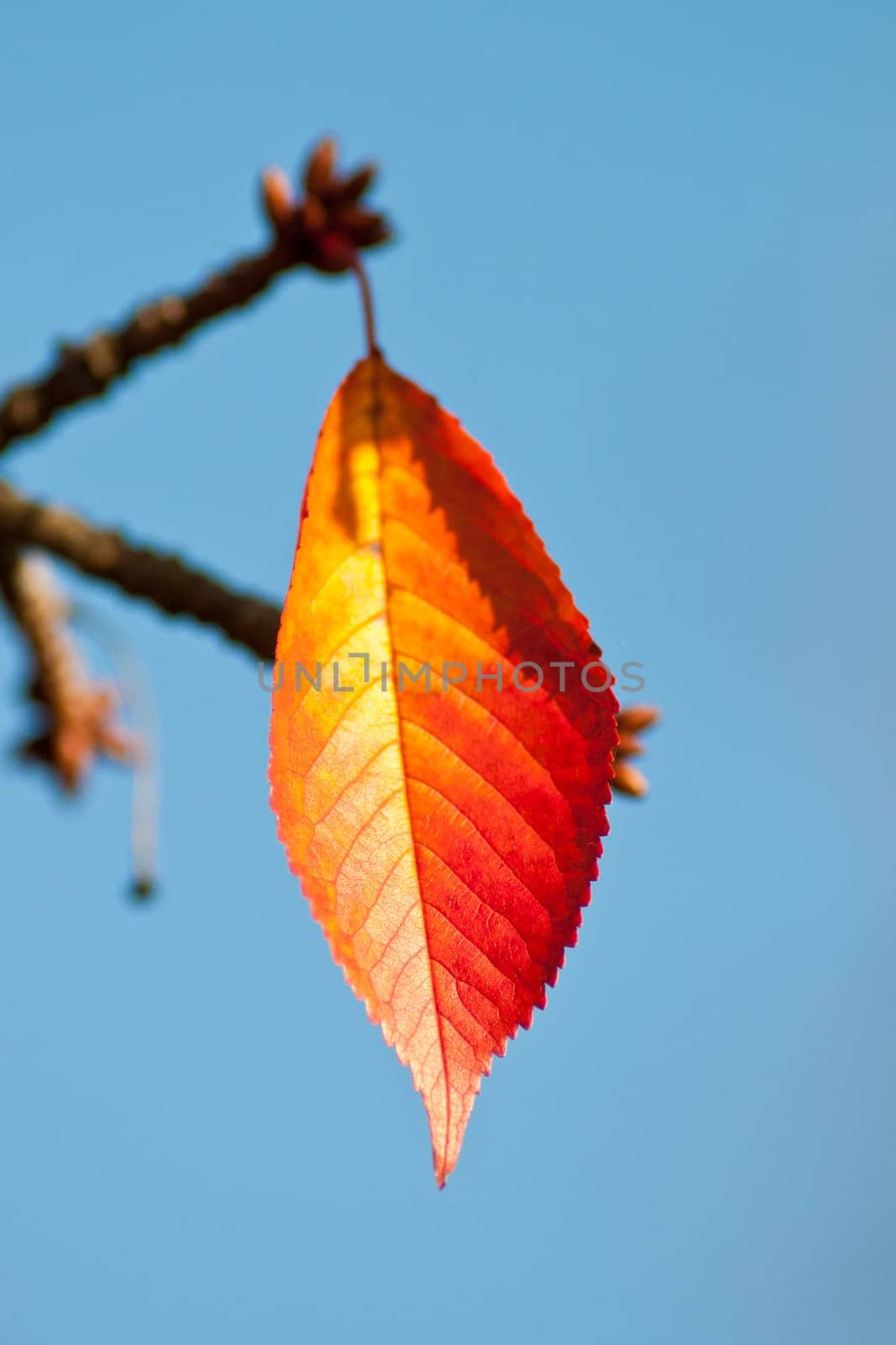 Red leaf of a cherry tree in autumn