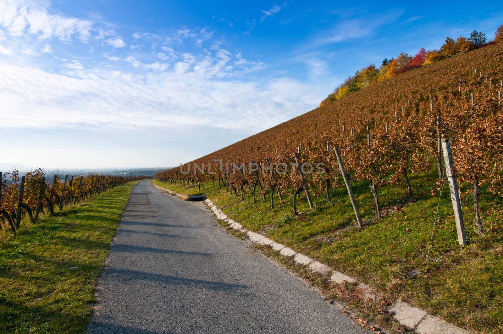 Vineyard and vines in October in Germany