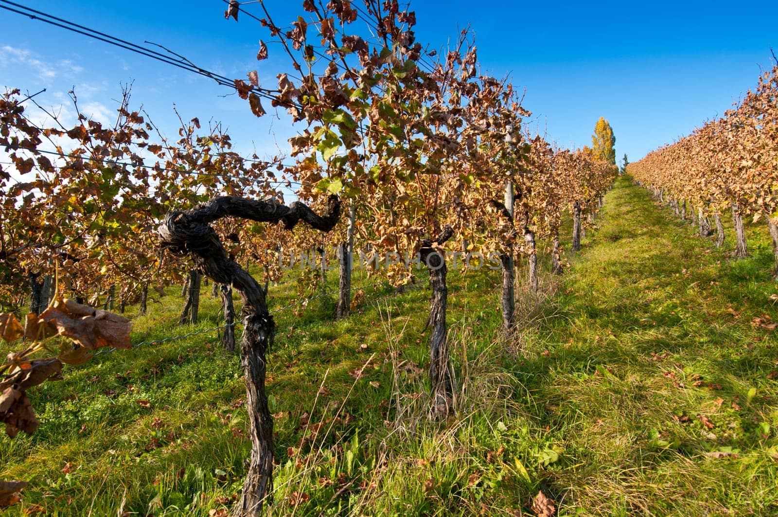Rebholz in a vineyard in Germany