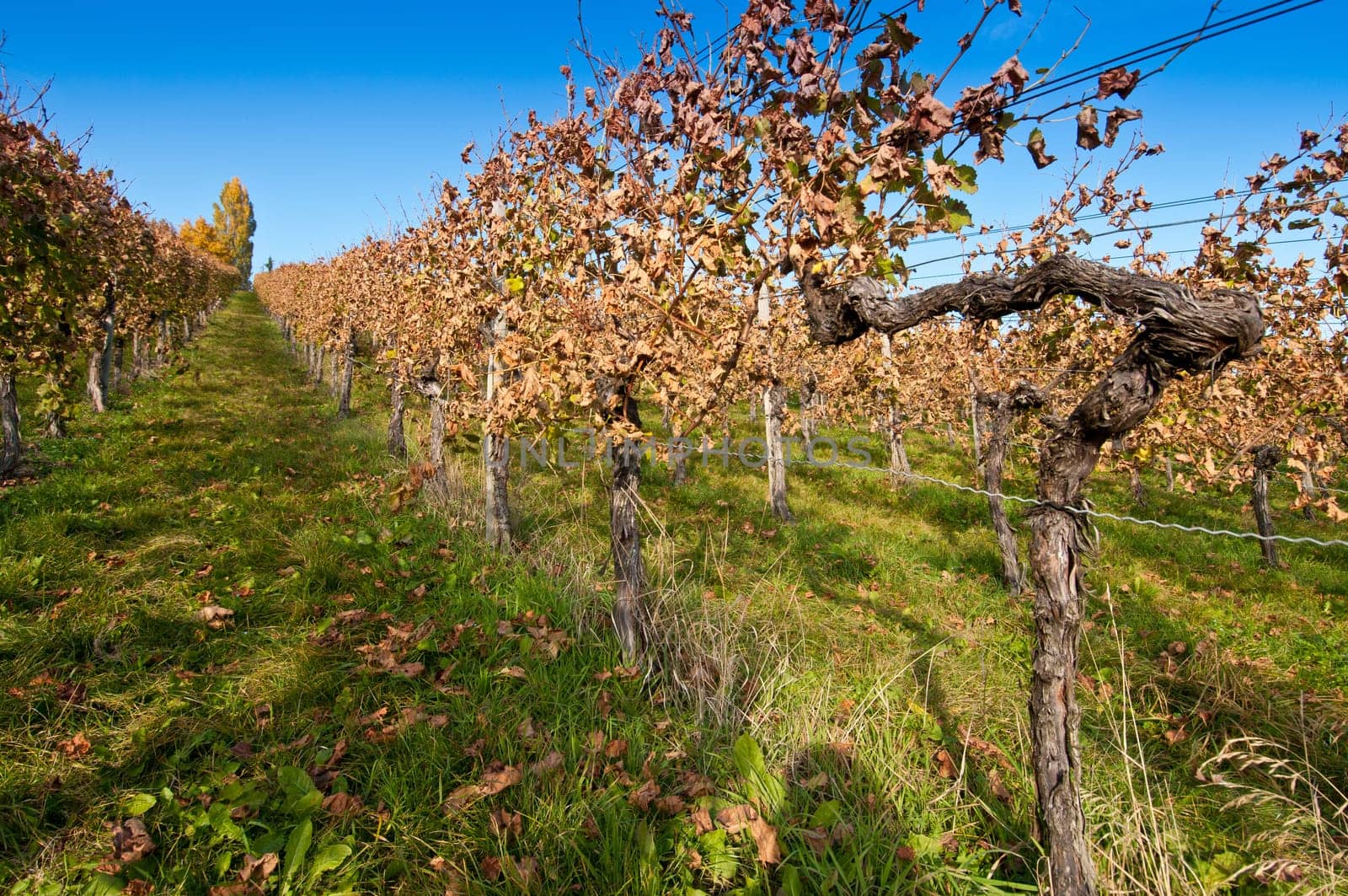 Vines in a vineyard in Württemberg
