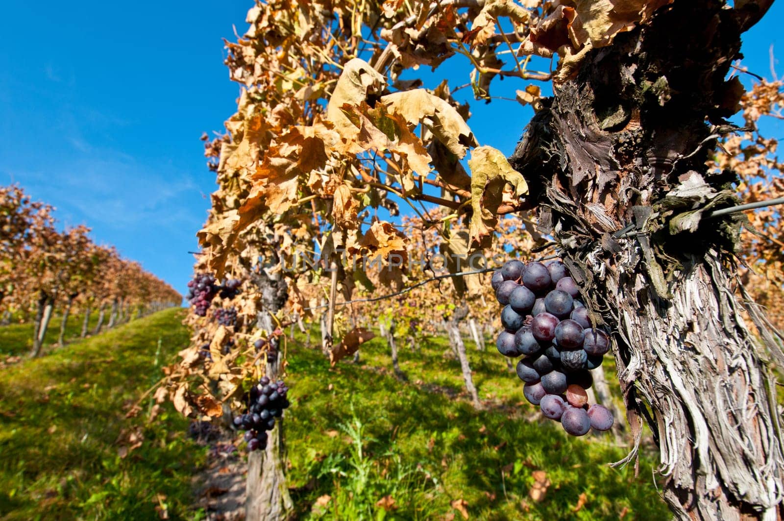 Old vine in a vineyard in Germany