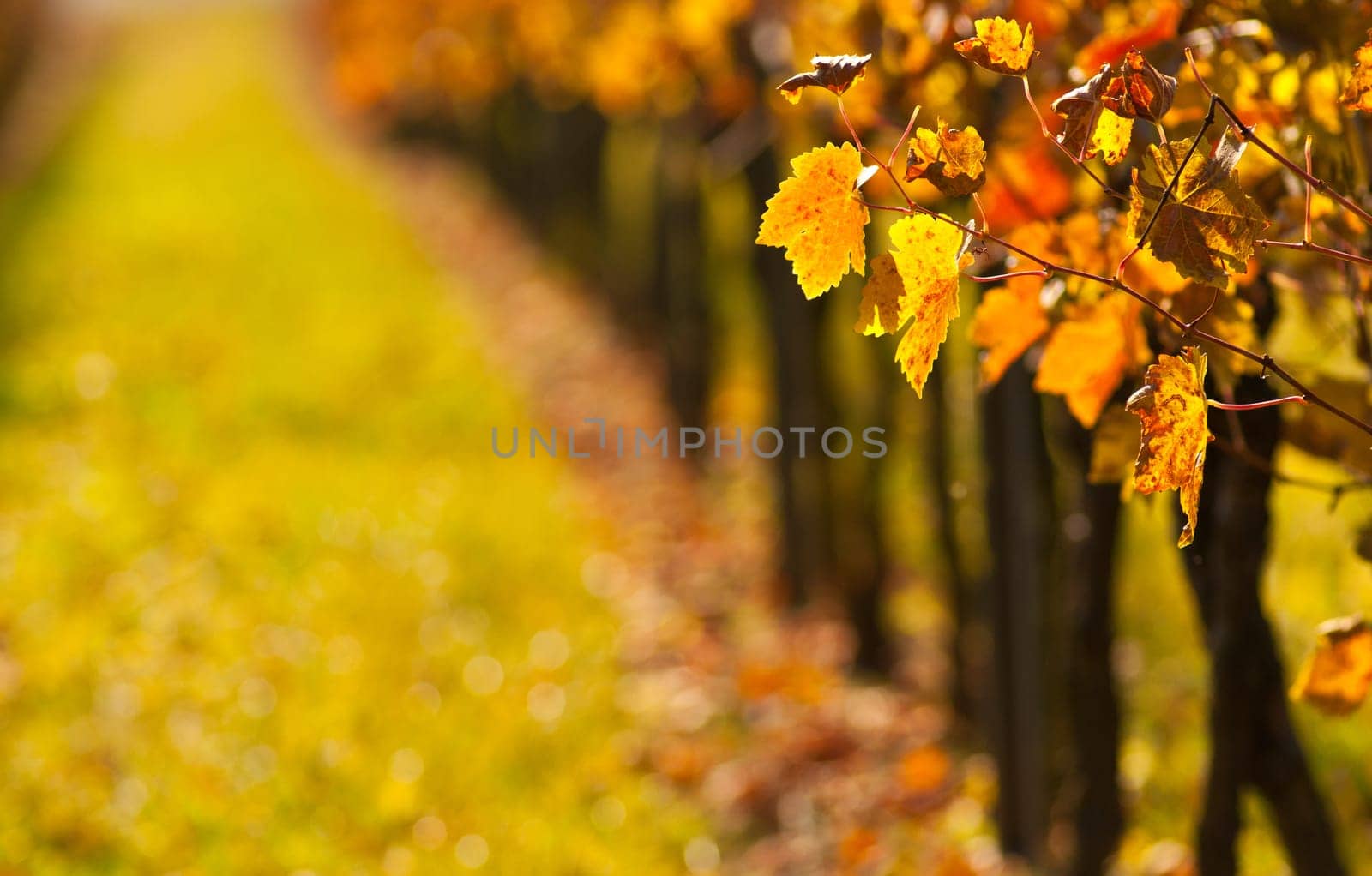Vine leaves in autumn in a vineyard in Germany