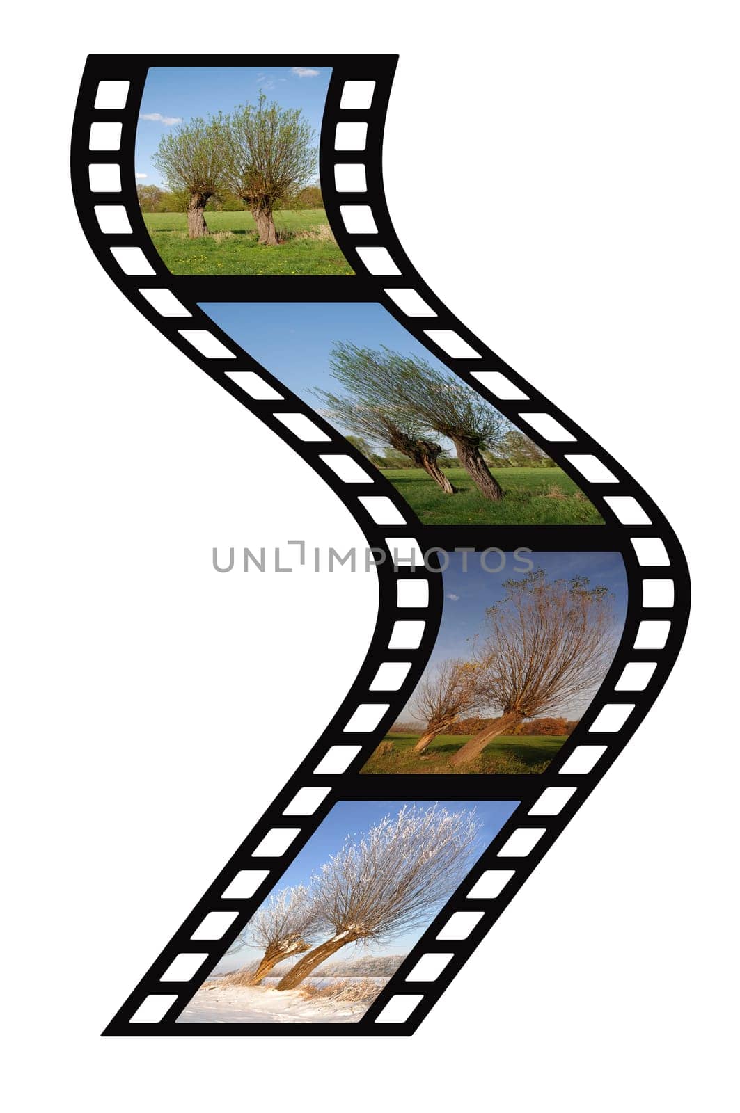 Willow Trees Film Strip