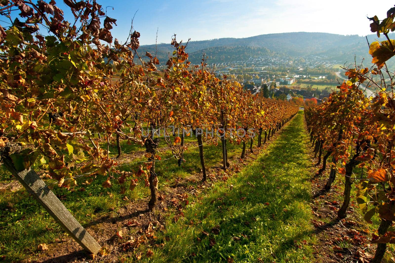 A vineyard with a view of the valley