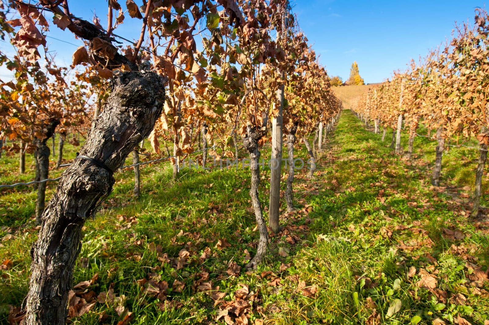 Autumn colours and vines in the vineyard