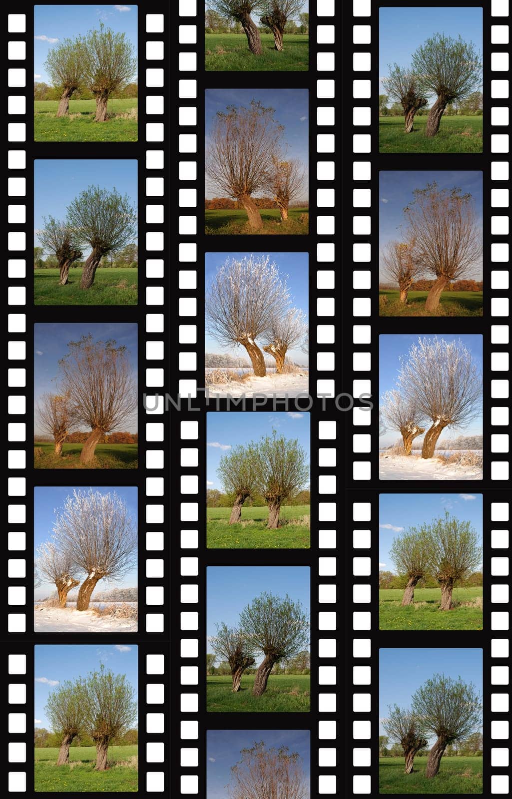Weiden Filmstrip