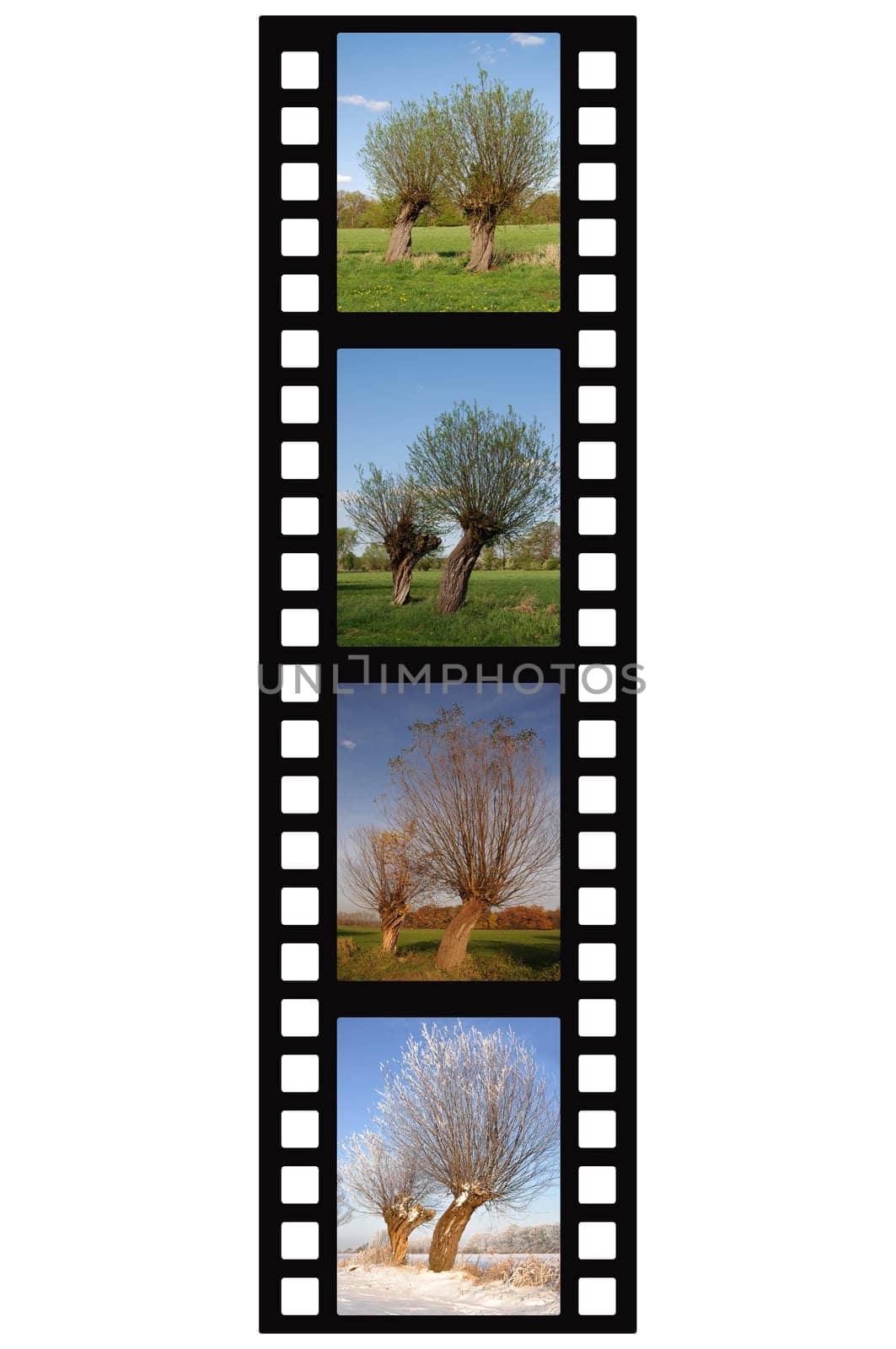 Weiden Filmstrip