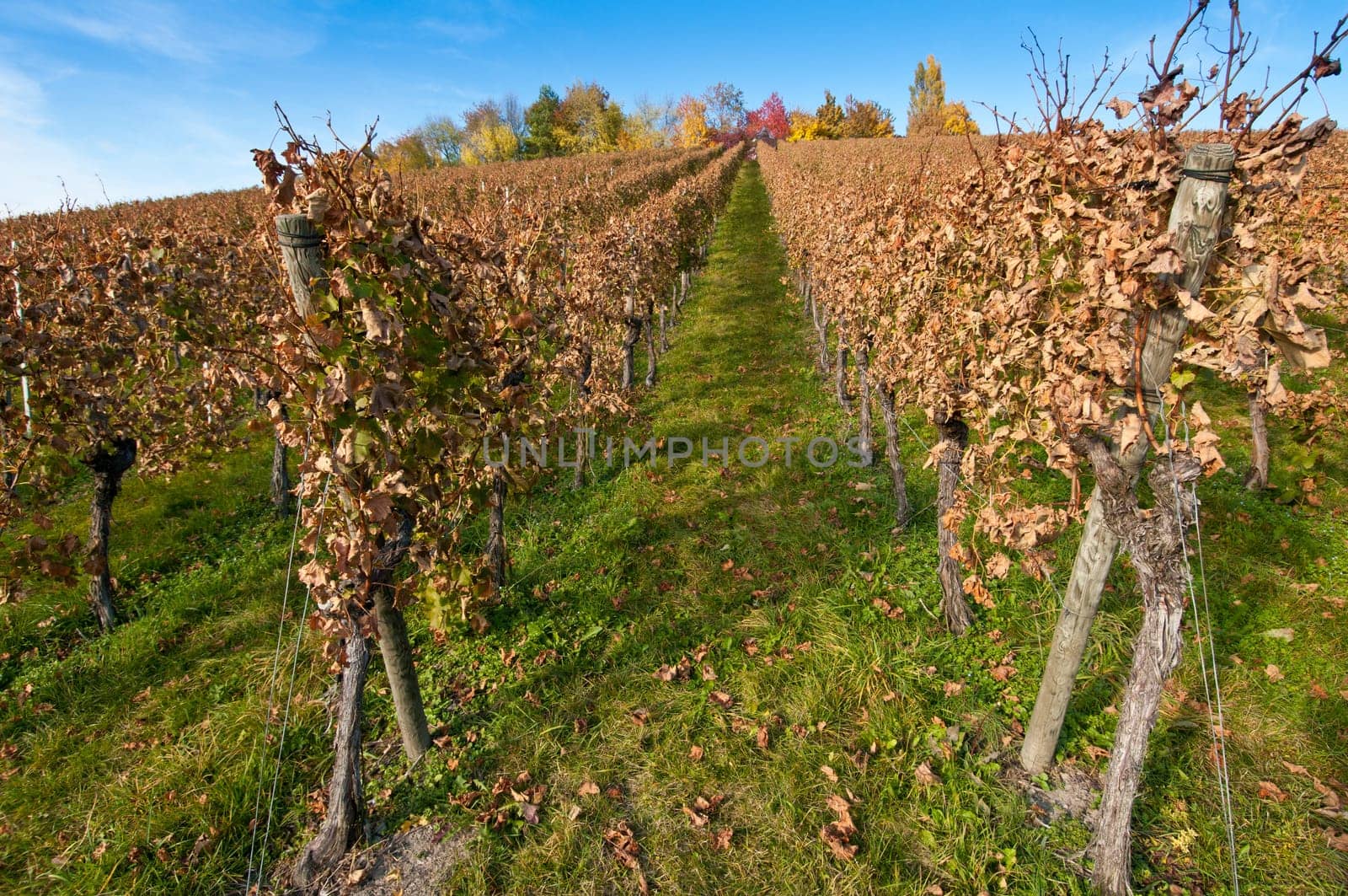 Vineyard in October and deciduous trees in autumn colours