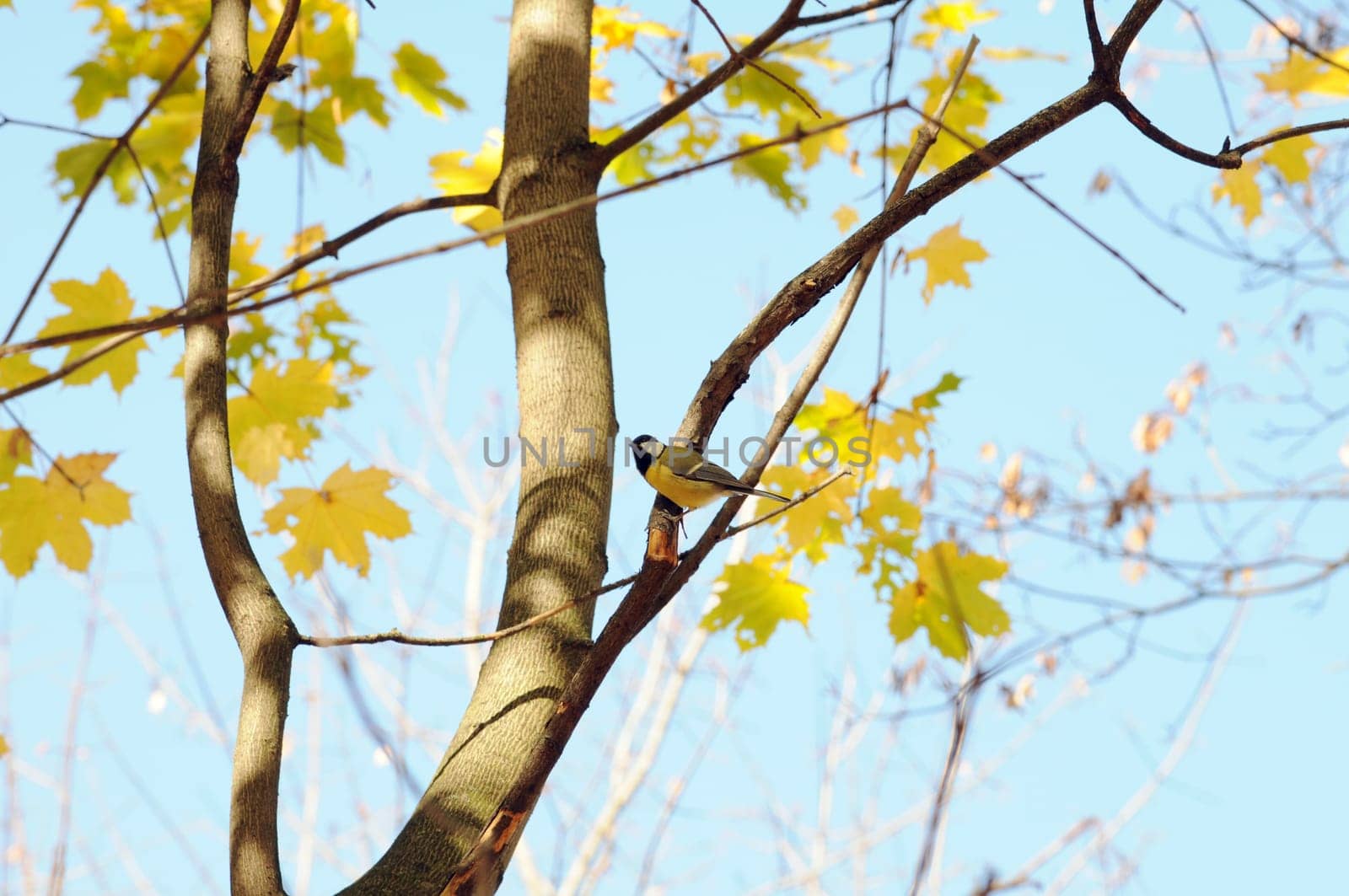 A tit bird sits on a branch of the autumn maple