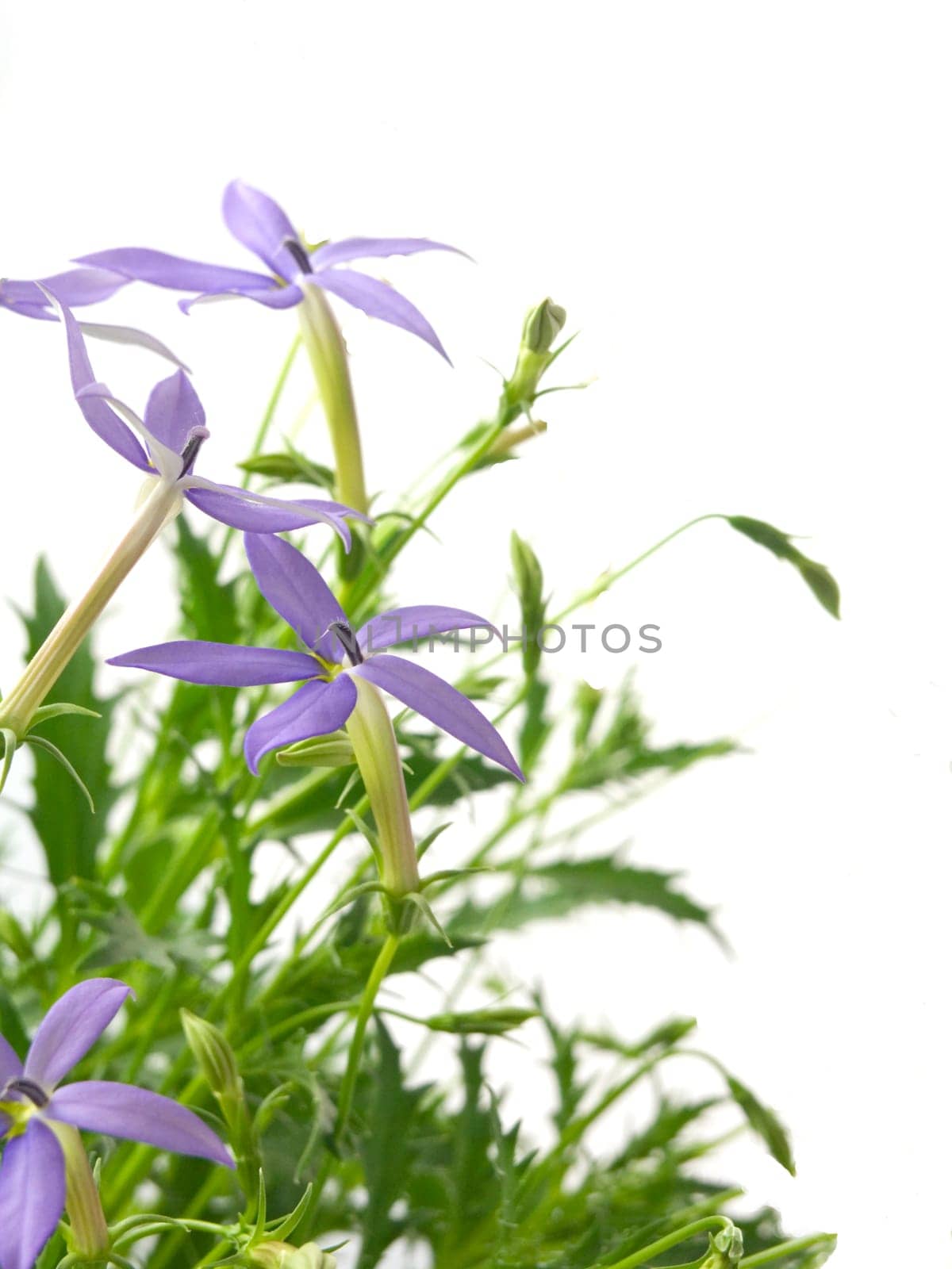 blue star (Laurentia axillaries) isolated on white background