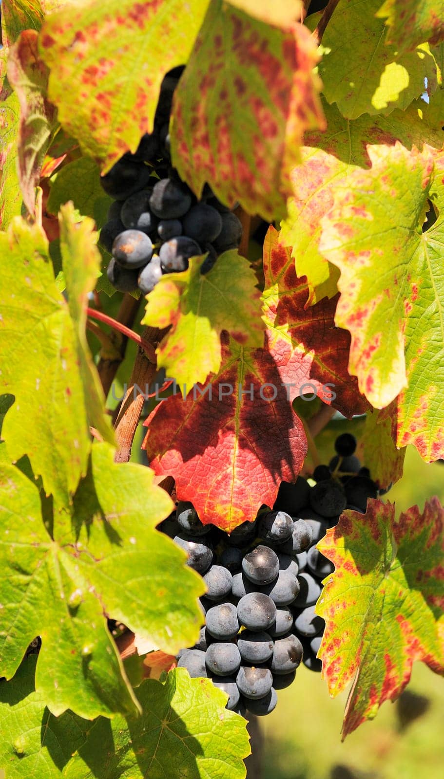 mature grape-vine wait the harvesting in France