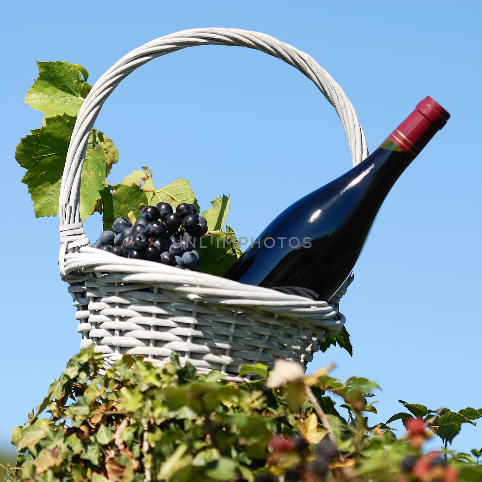 Bottle of red wine and grapes in basket