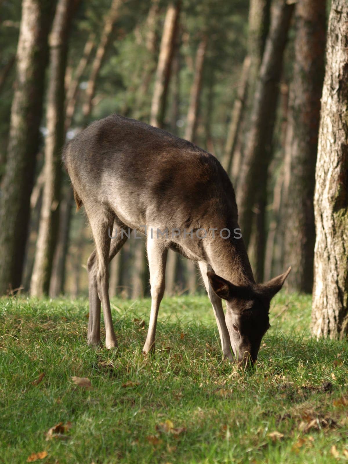 Roe deer