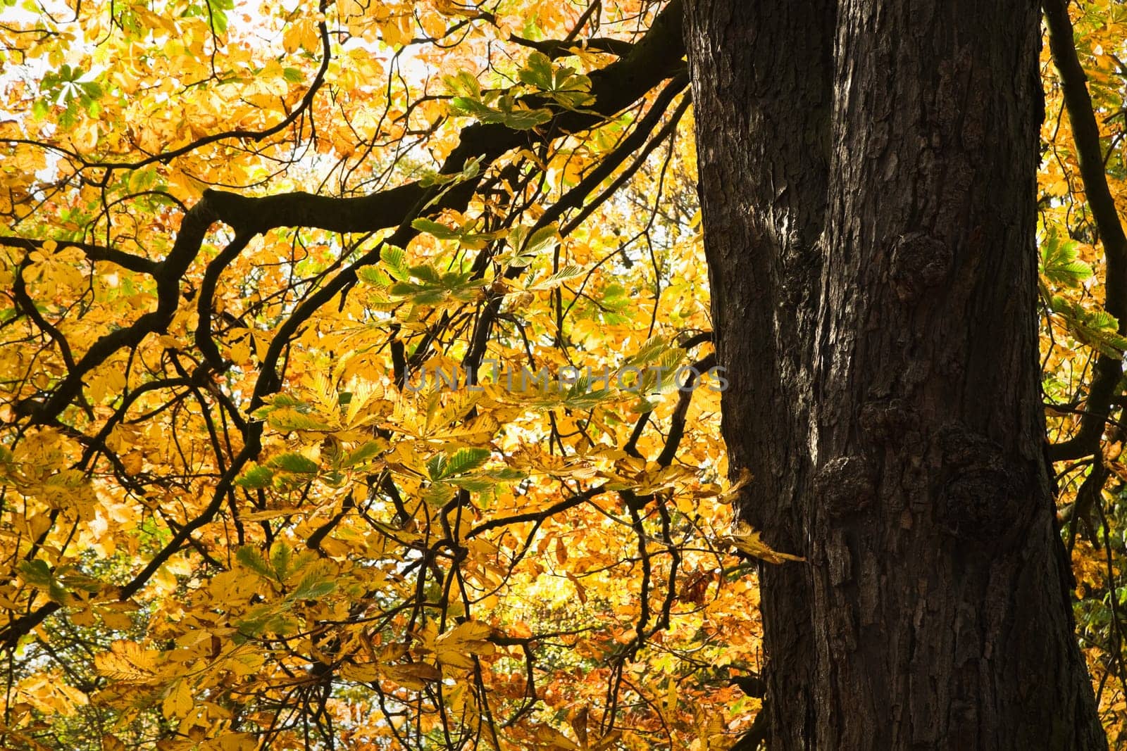 Sunlight shining through yellow leaves of Castagnea or Chestnut in autumn