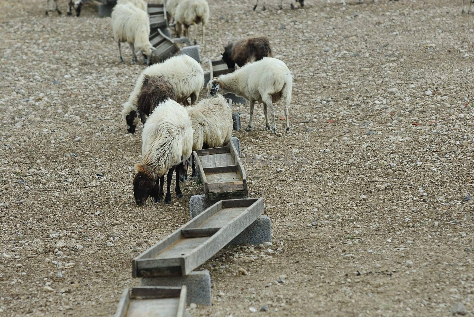 Greek sheep