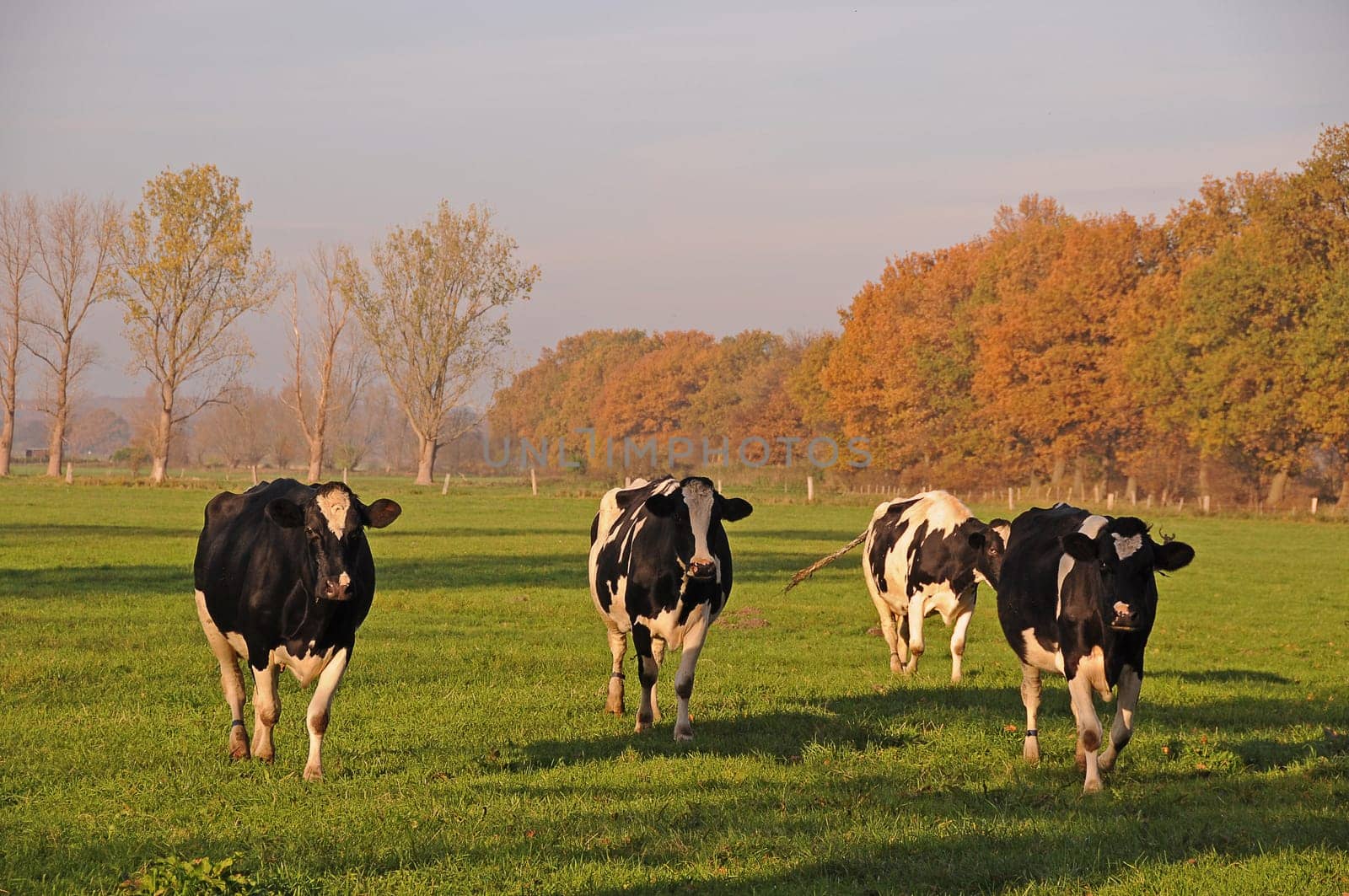 Cows in the pasture