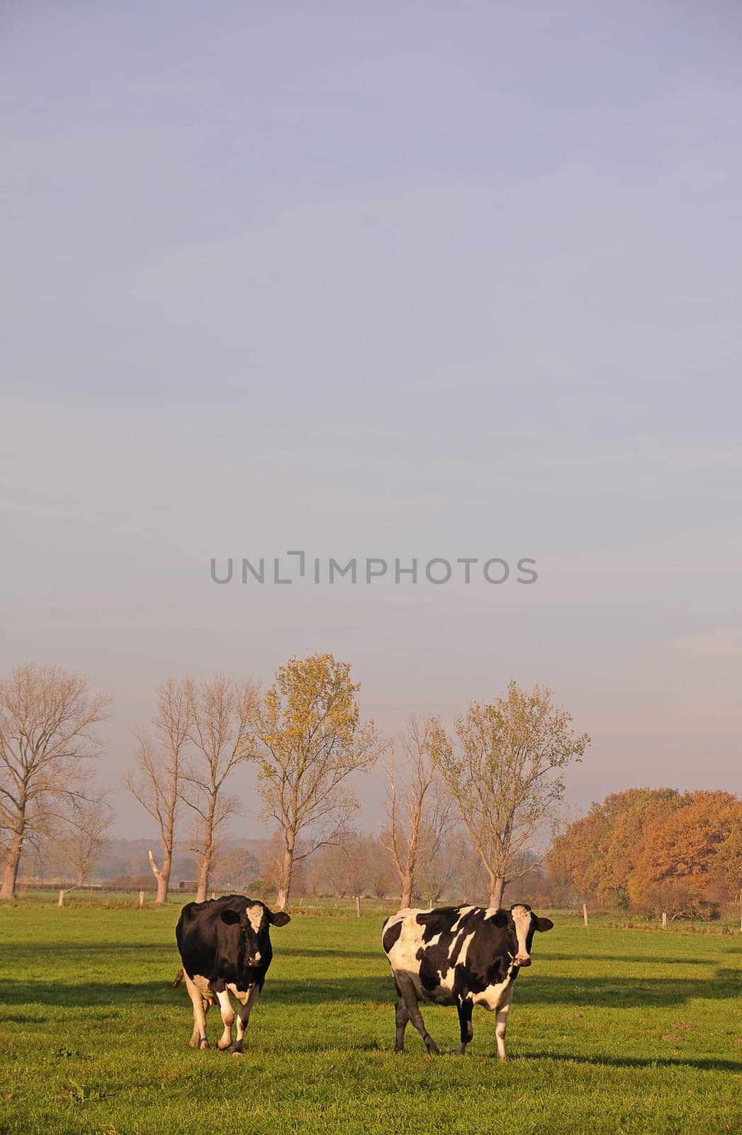 Cows