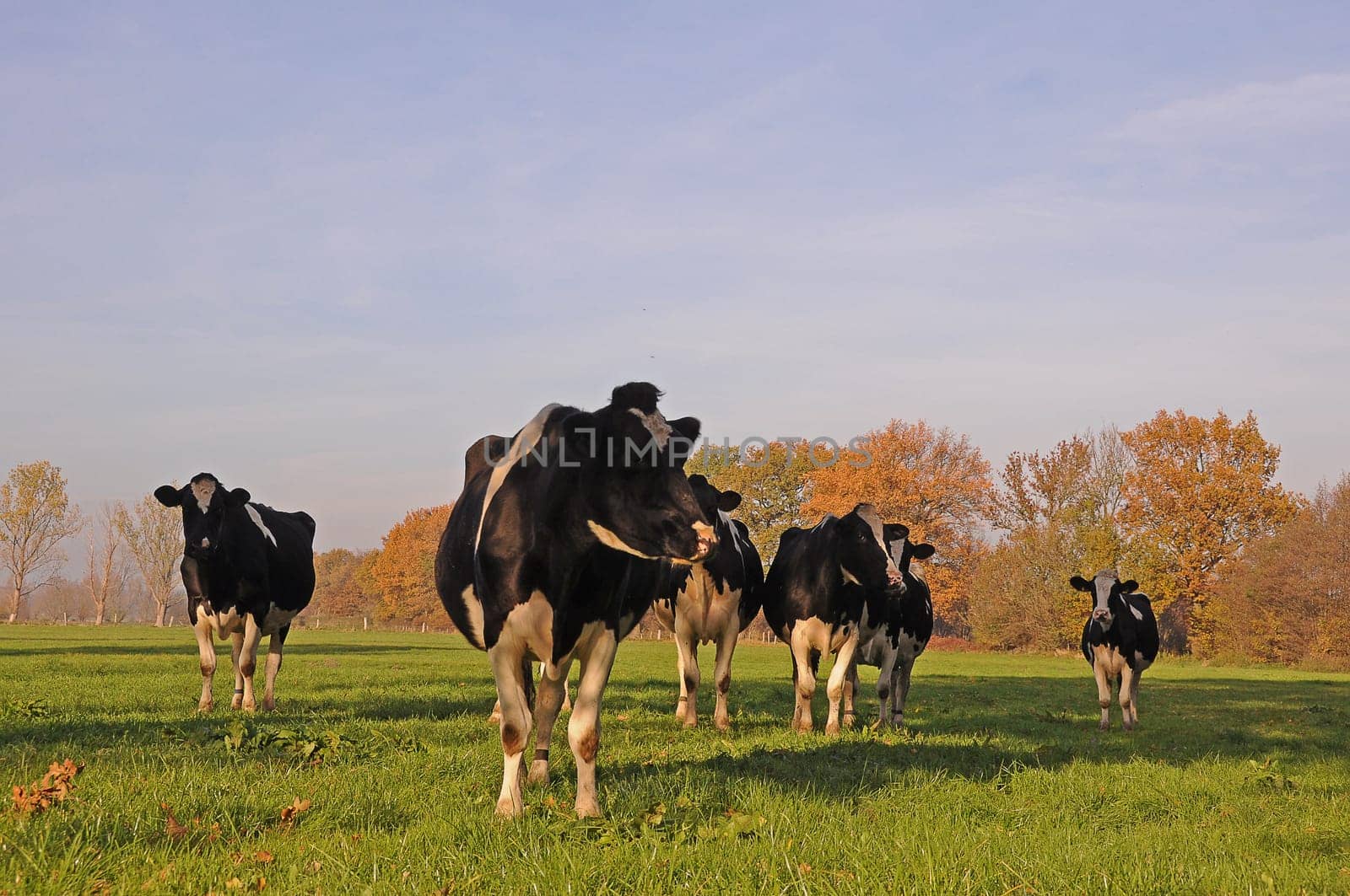 Cows in the pasture
