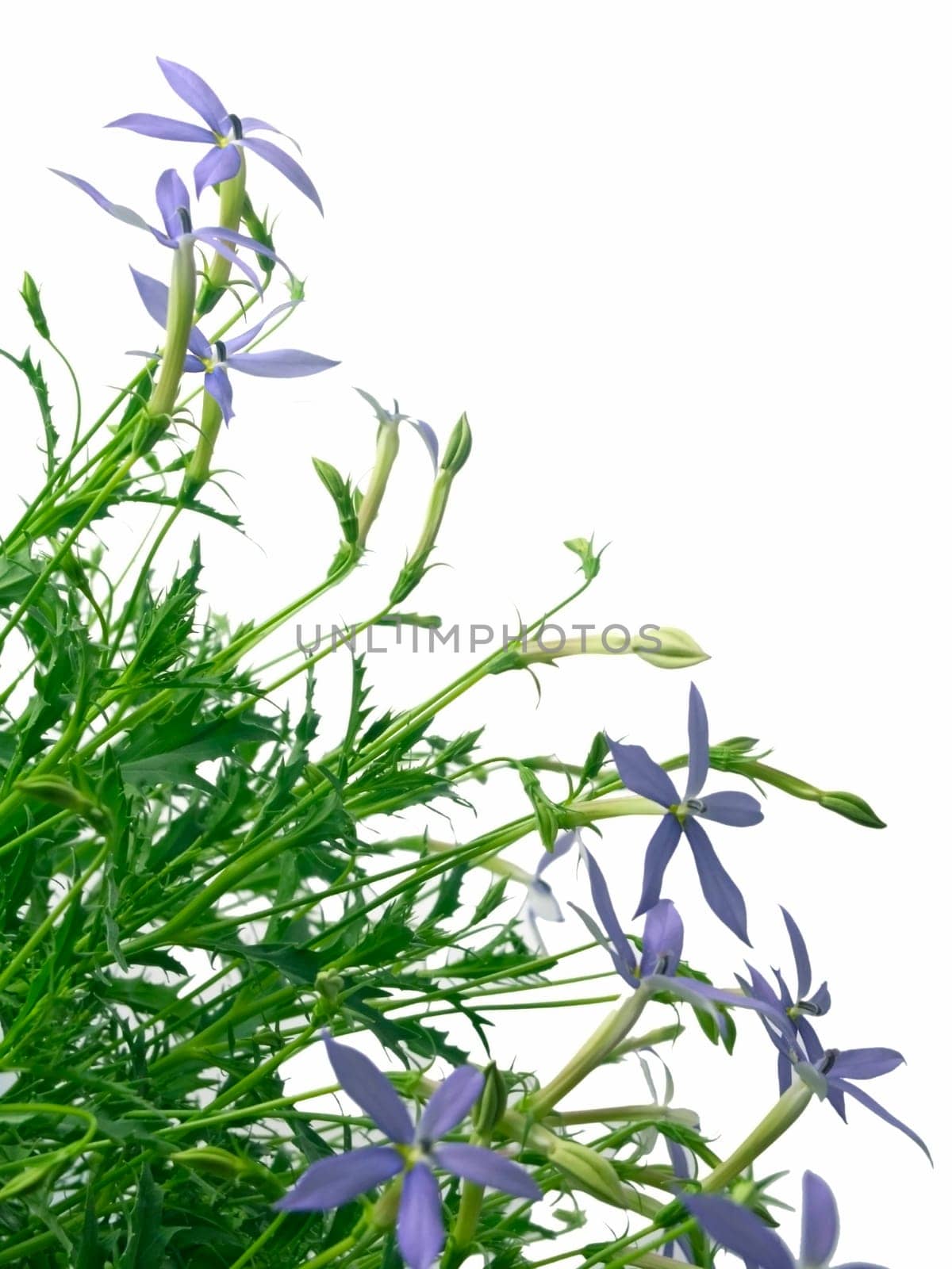 blue star (Laurentia axillaries) isolated on white background