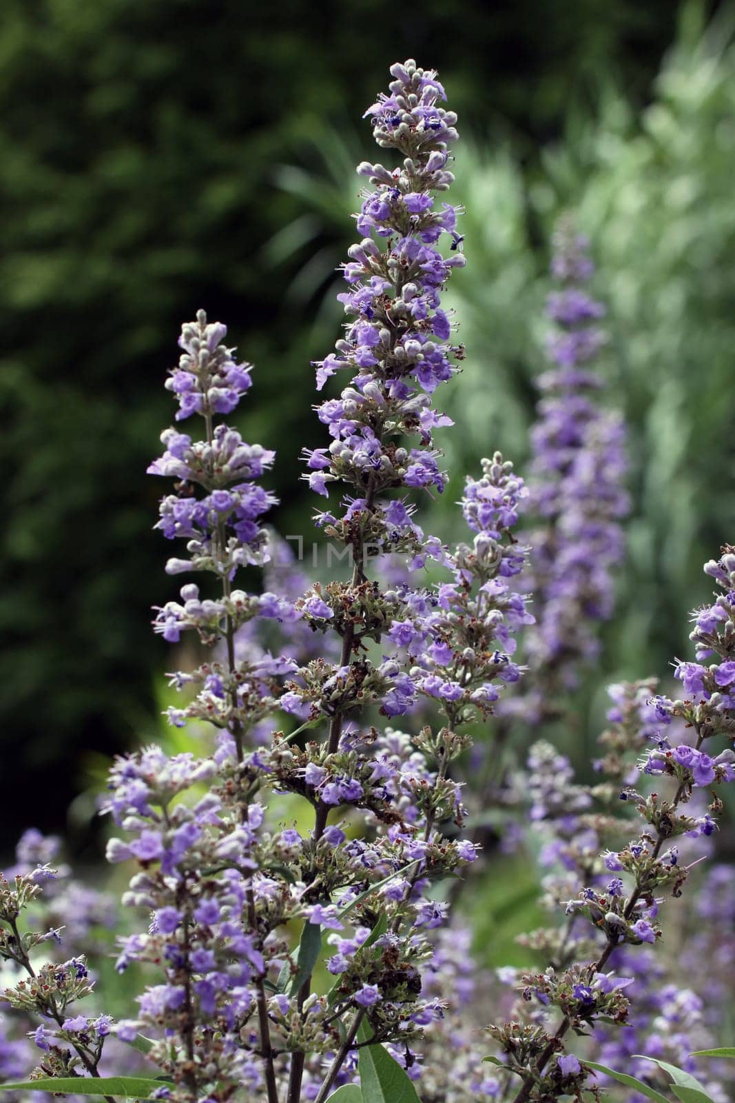 Vitex agnus-castus [monk's pepper]