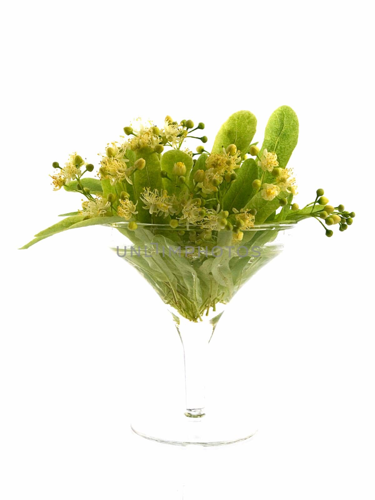 Branch and fruits of lime blossom isolated in a white background
