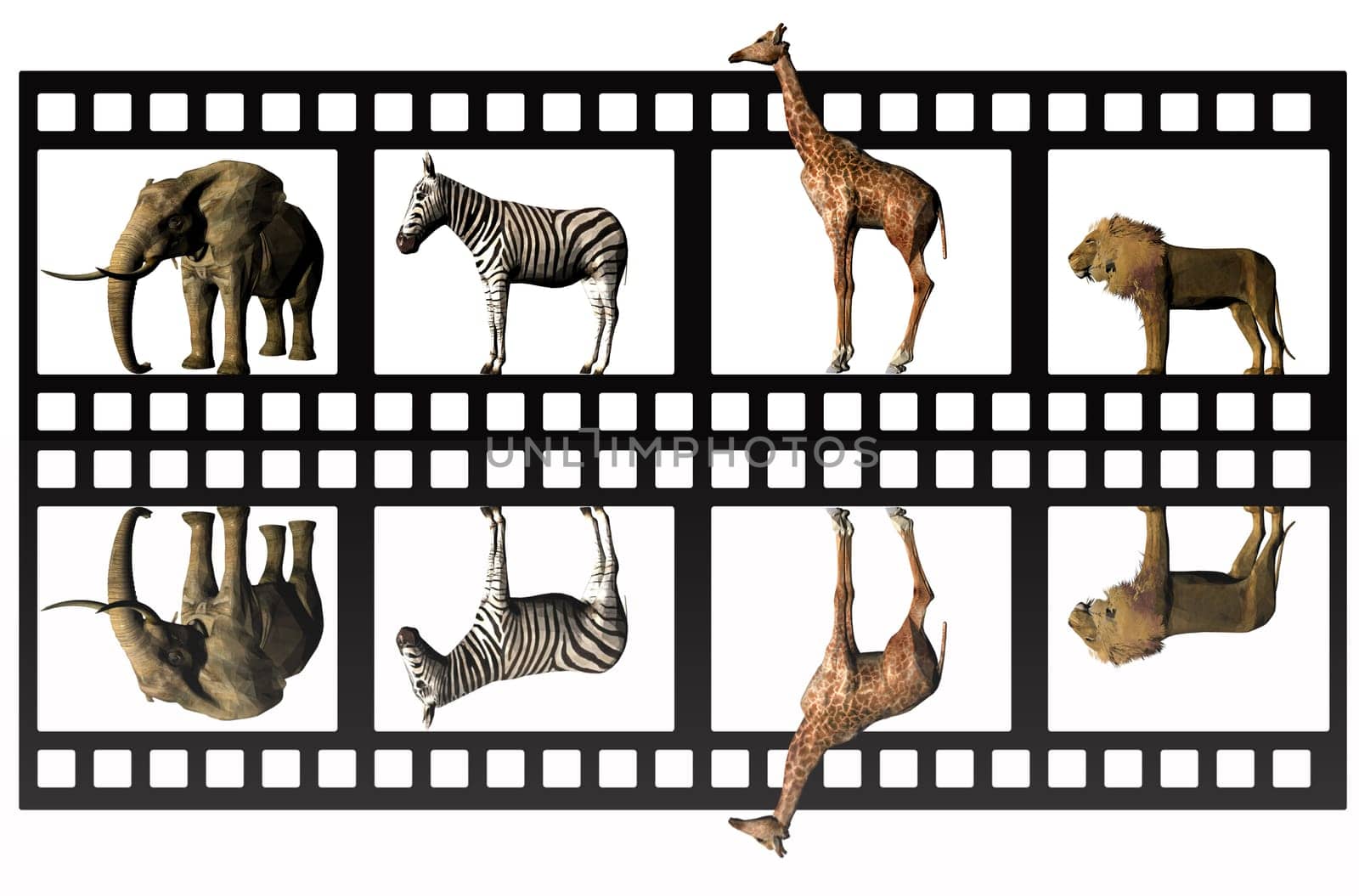 Animal film