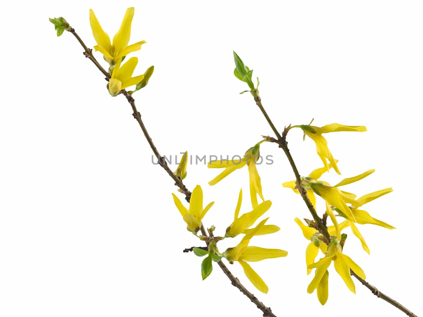 Spring forsythia branch with buds on white background