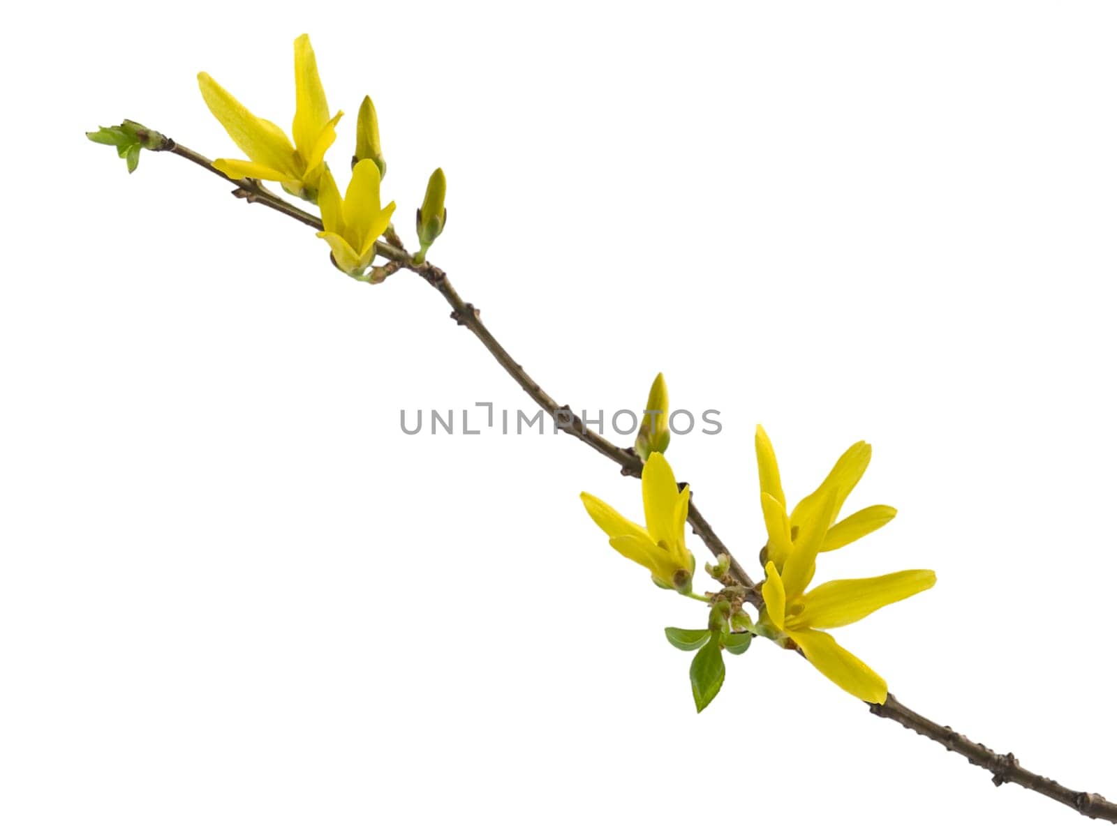 Spring forsythia branch with buds on white background