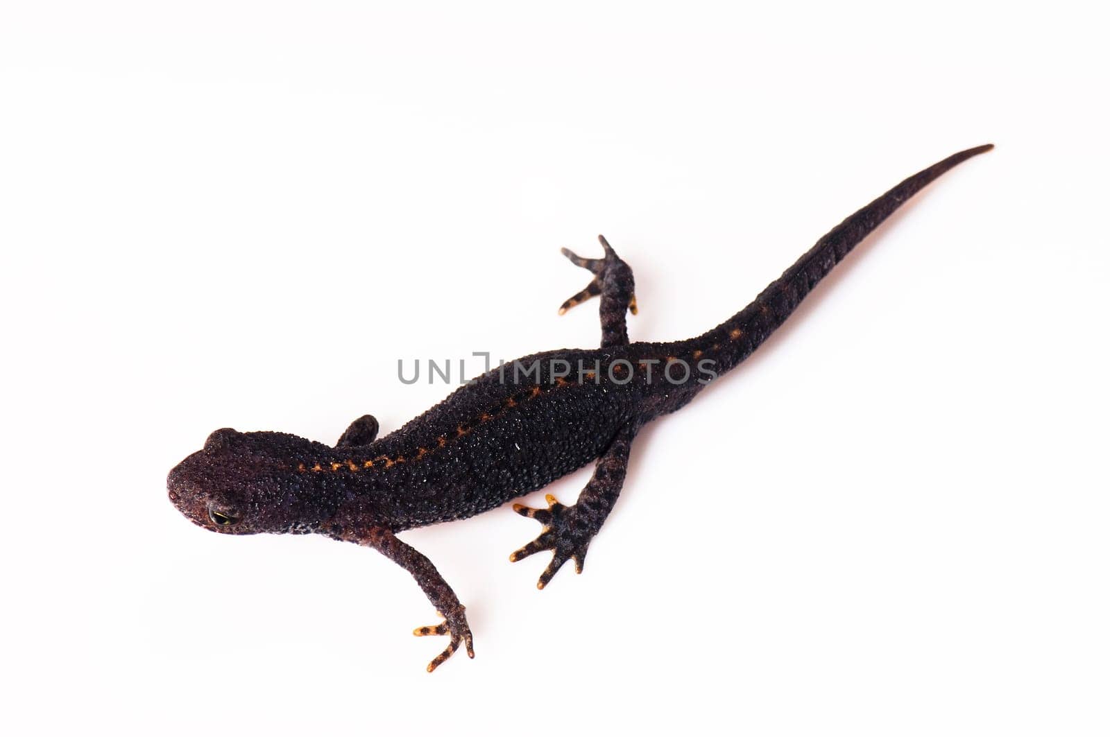 Smooth newt