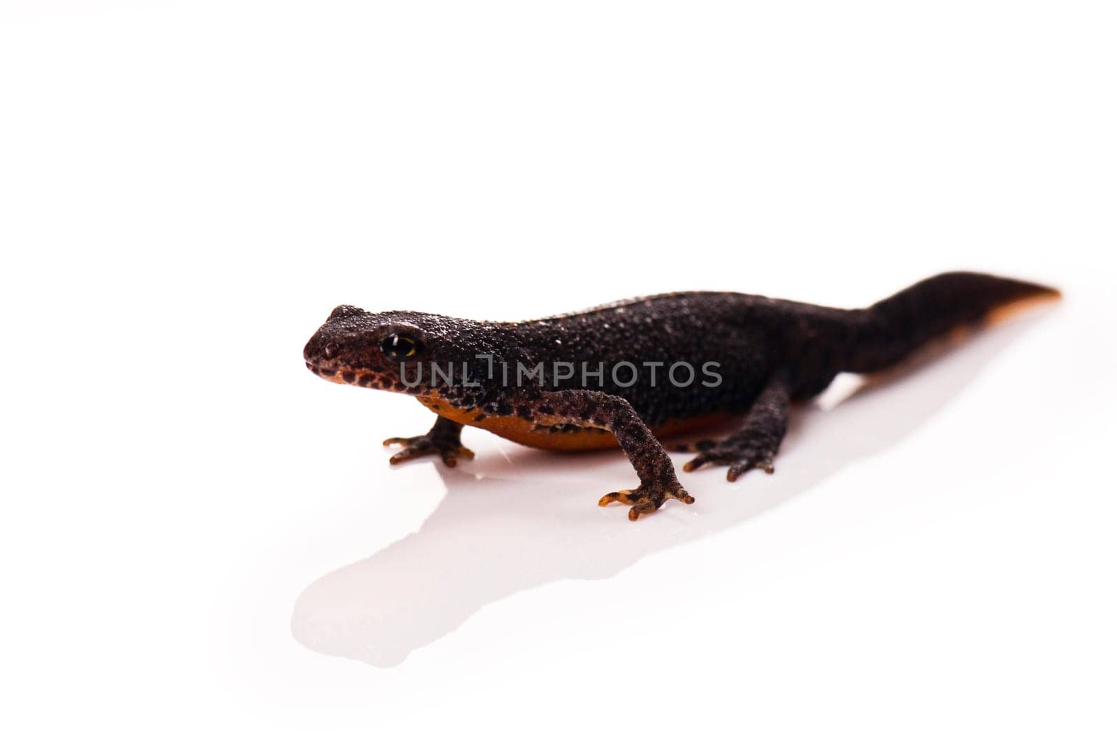 Smooth newt
