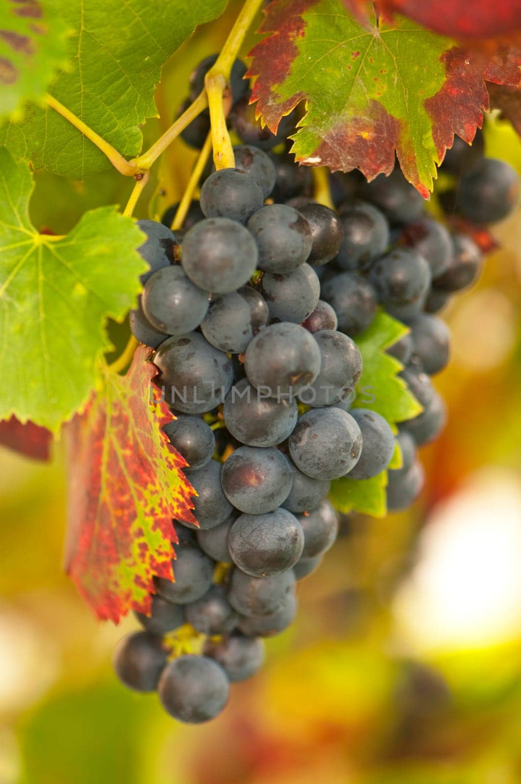 Grapes on the vine