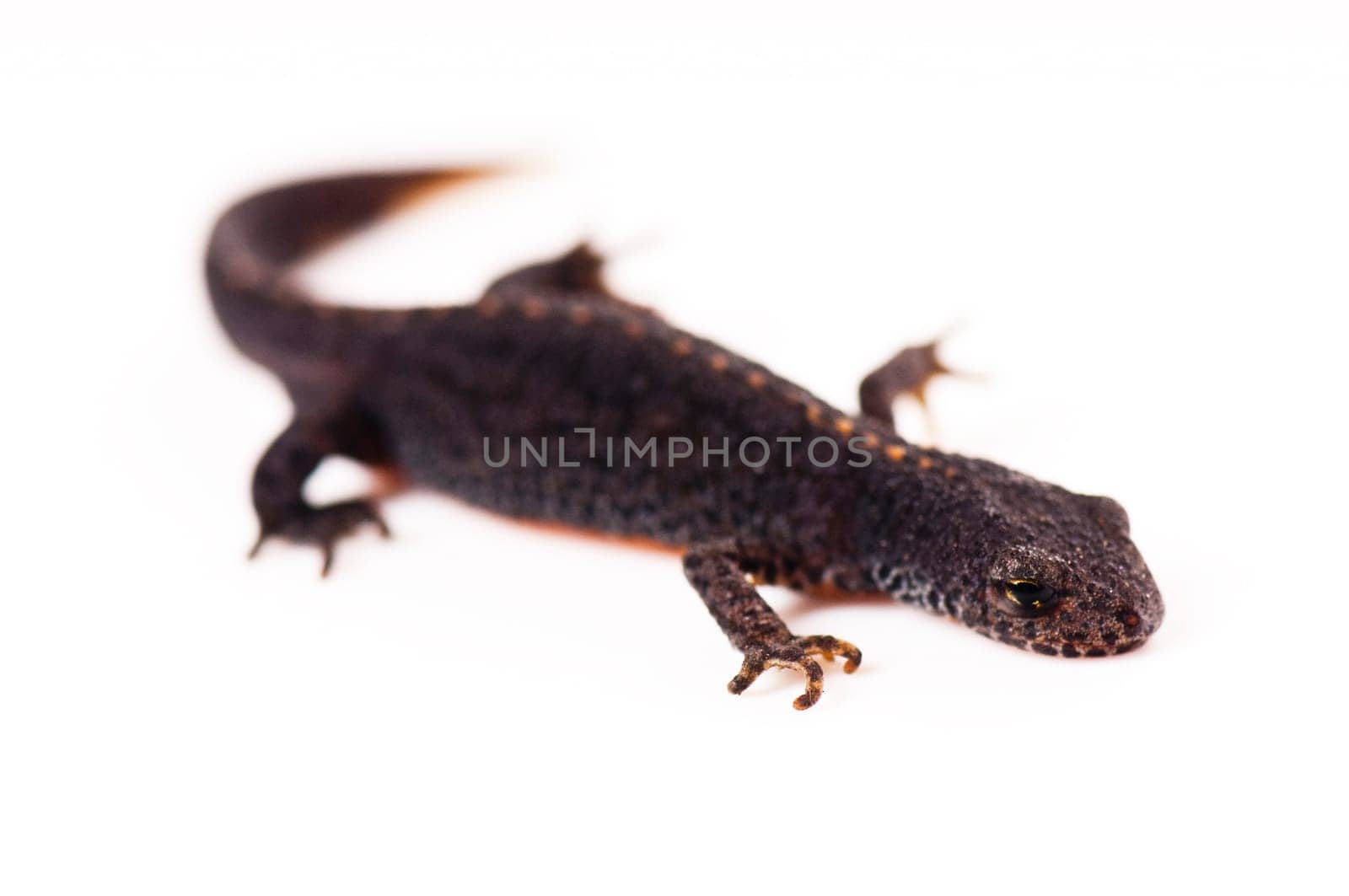 Smooth newt