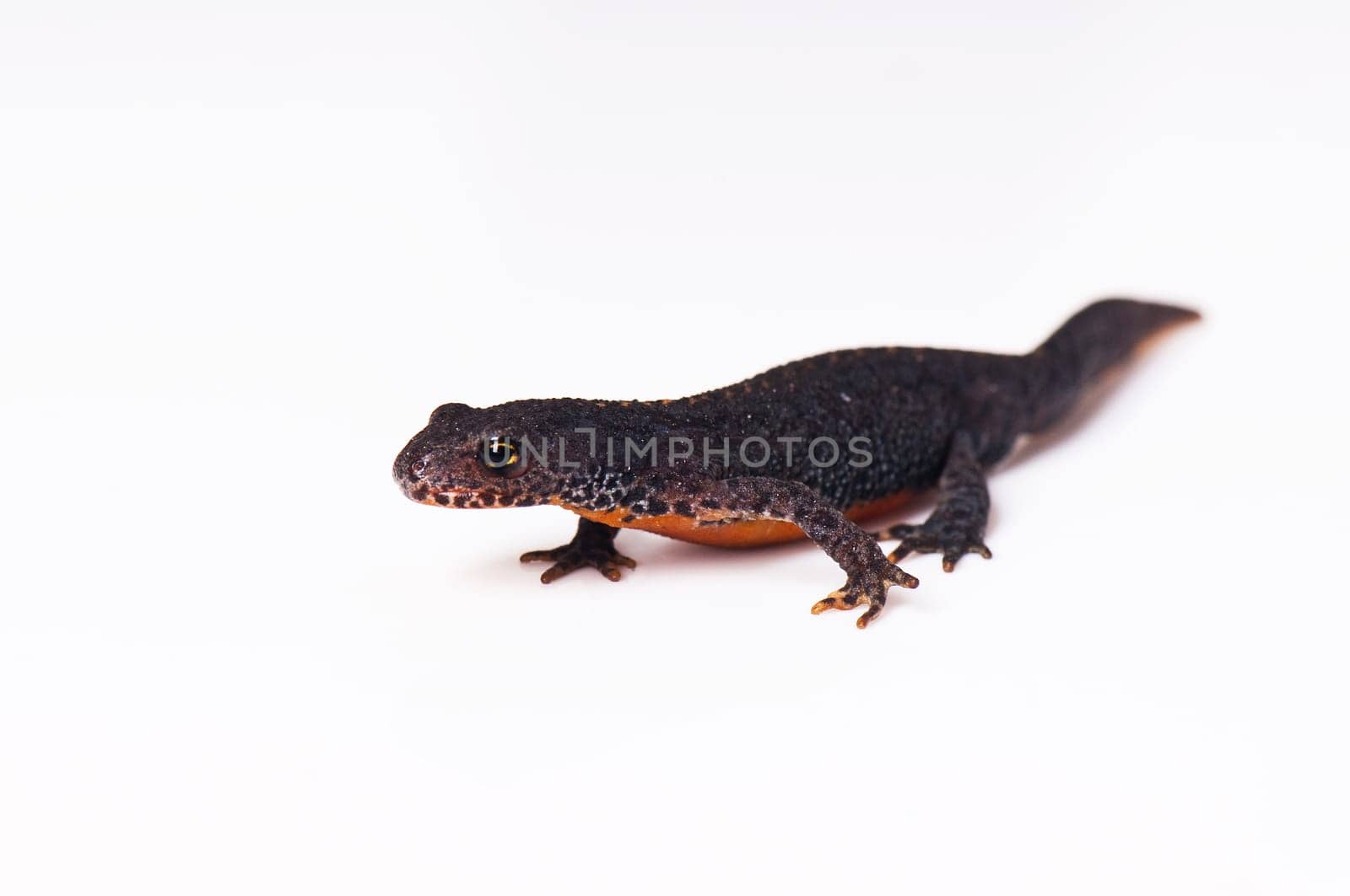 Smooth newt