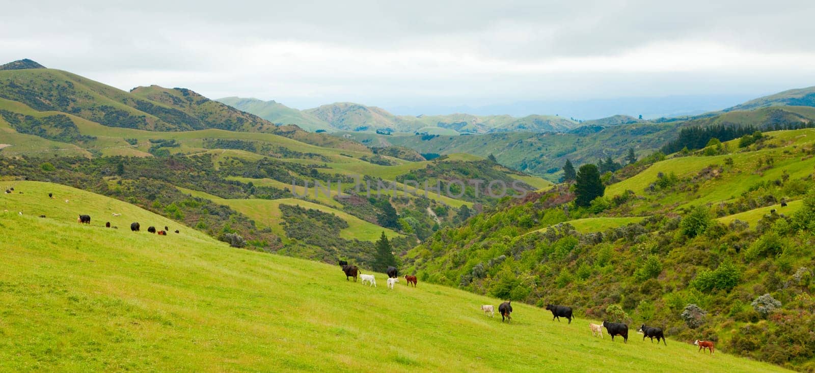 Cattle on the hills of New Zealand&#039 s South Island