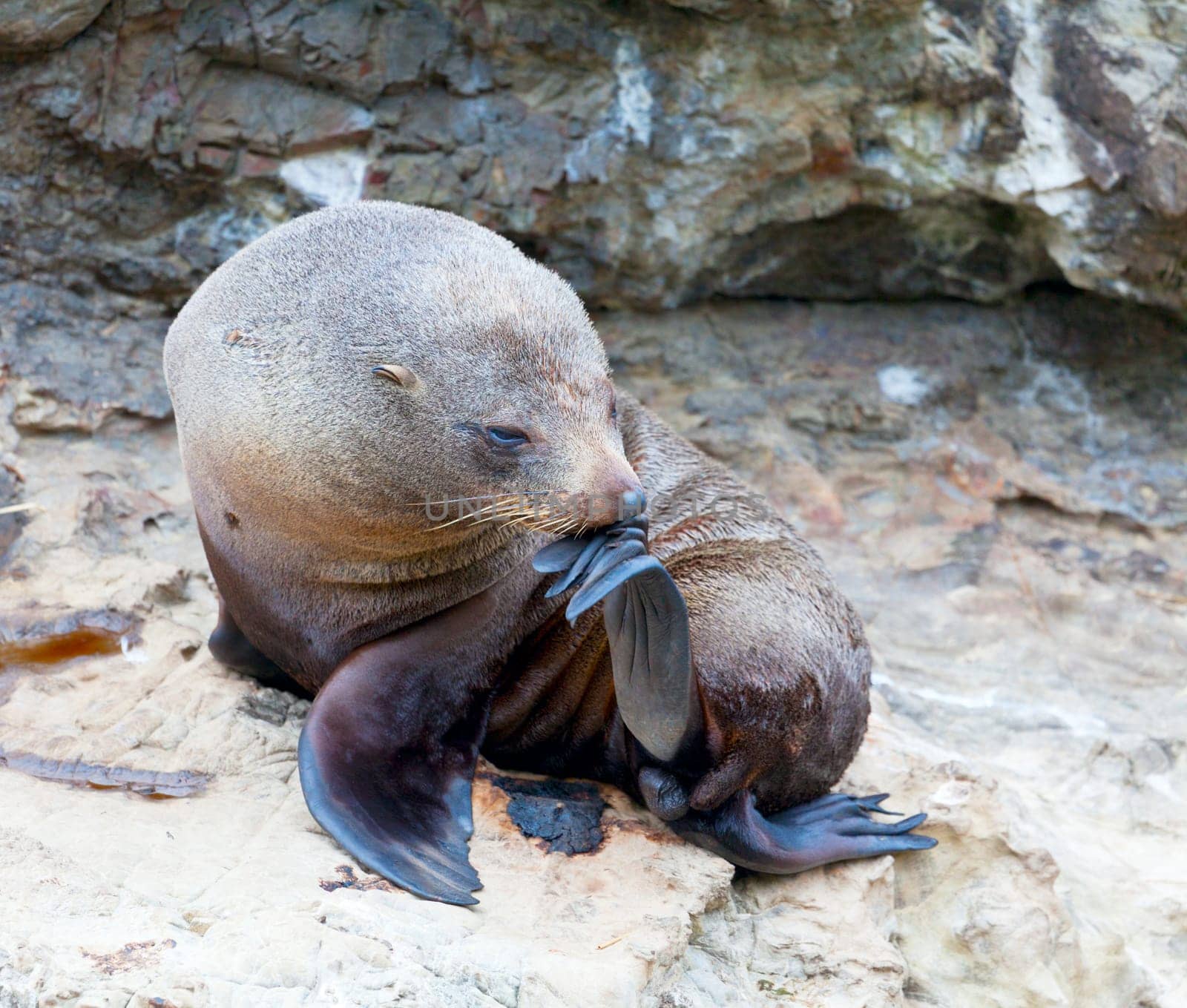 A Hookers Seal Lion resting on a rock on the New Zealand coast.