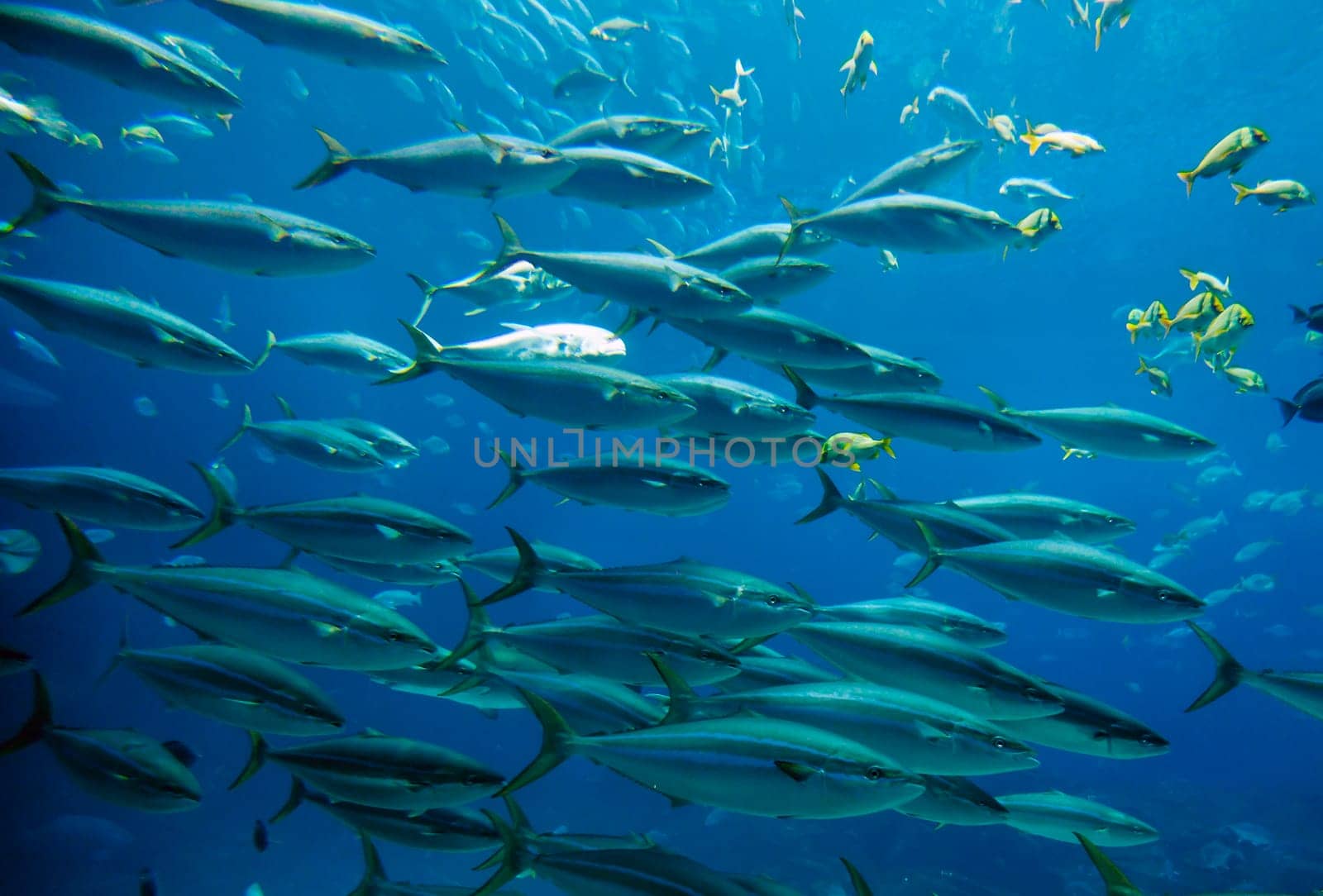 Underwater image of a school of fish