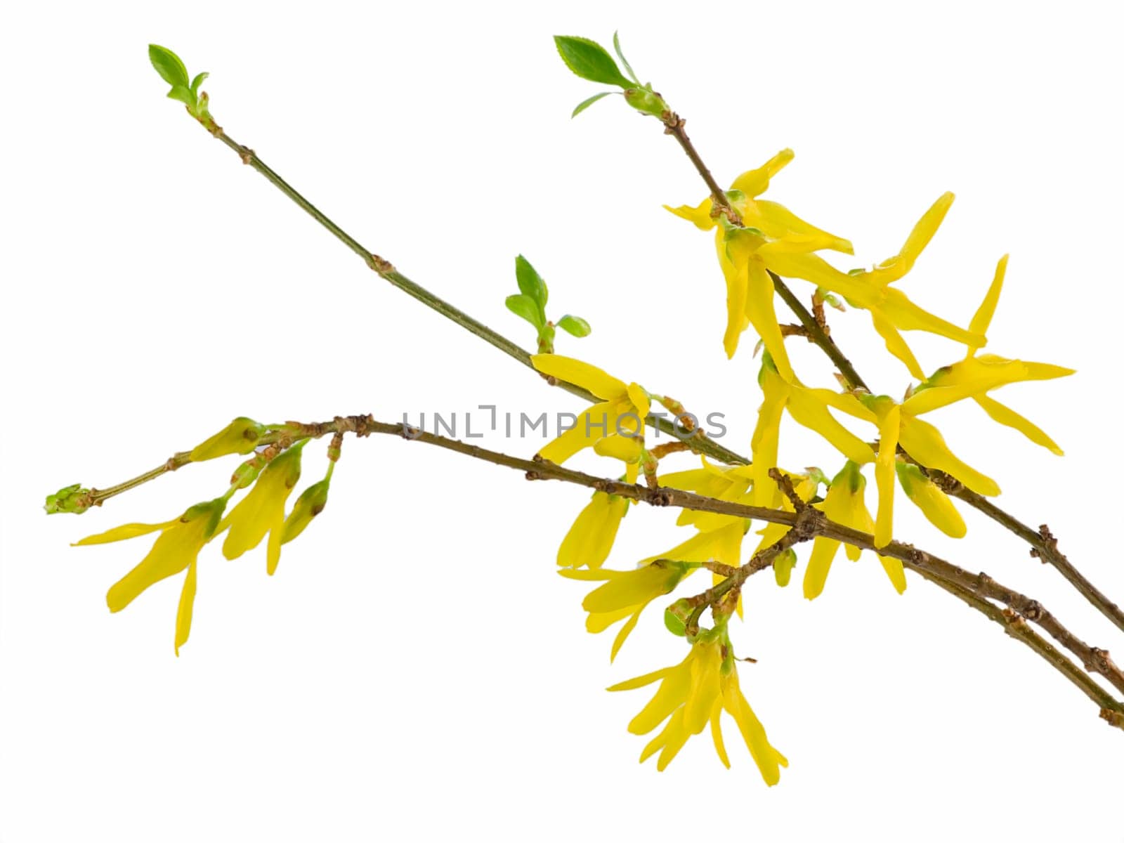 Spring forsythia branch with buds on white background