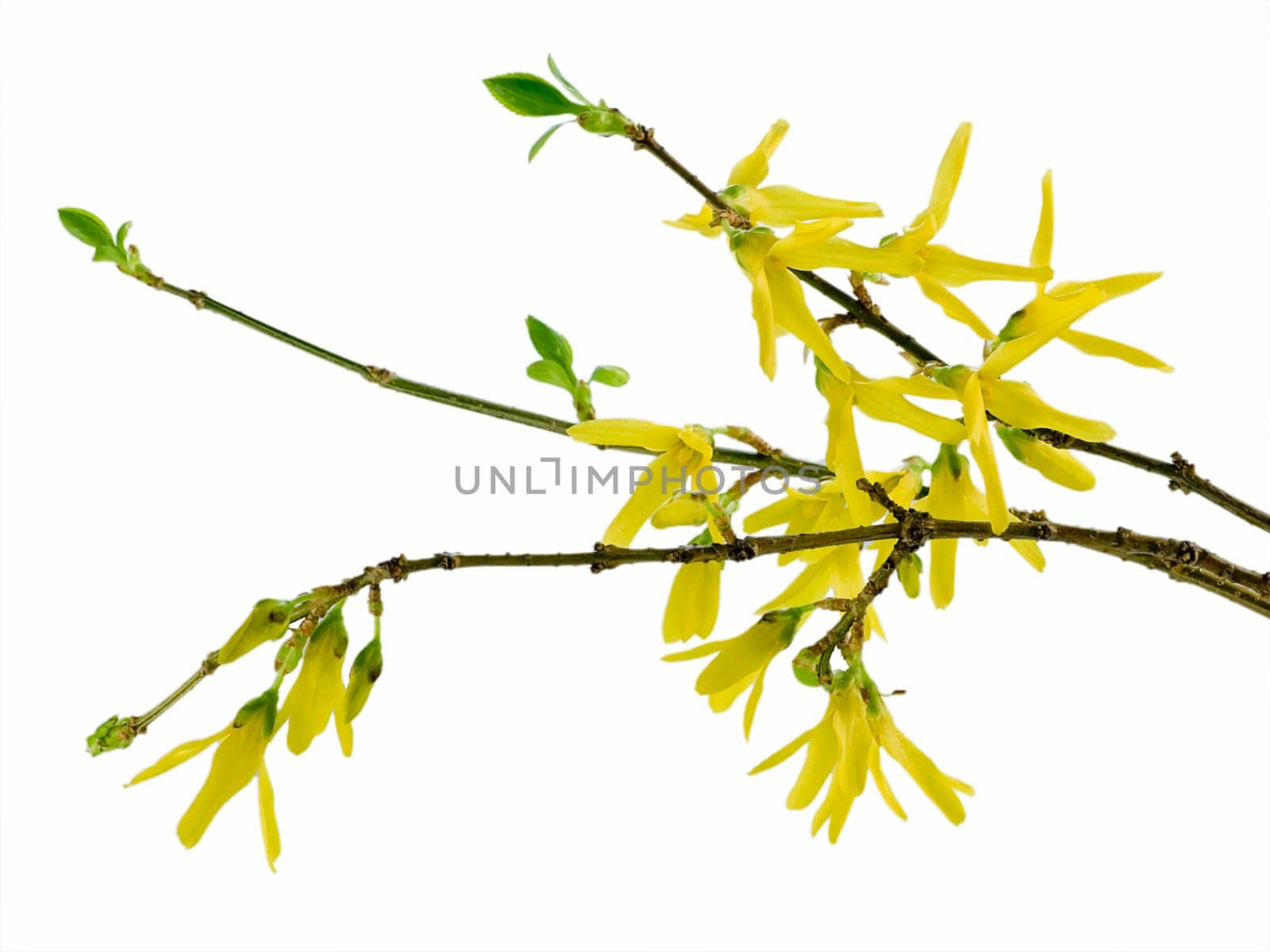 Spring forsythia branch with buds on white background