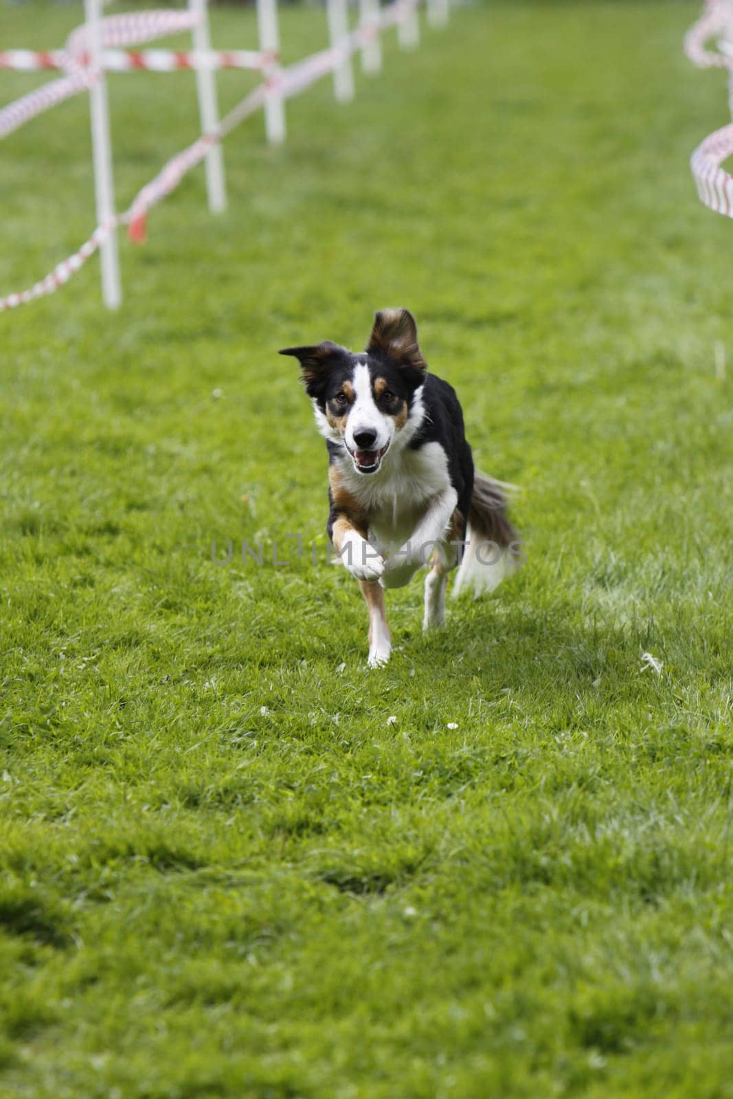 Running dog in dog sports