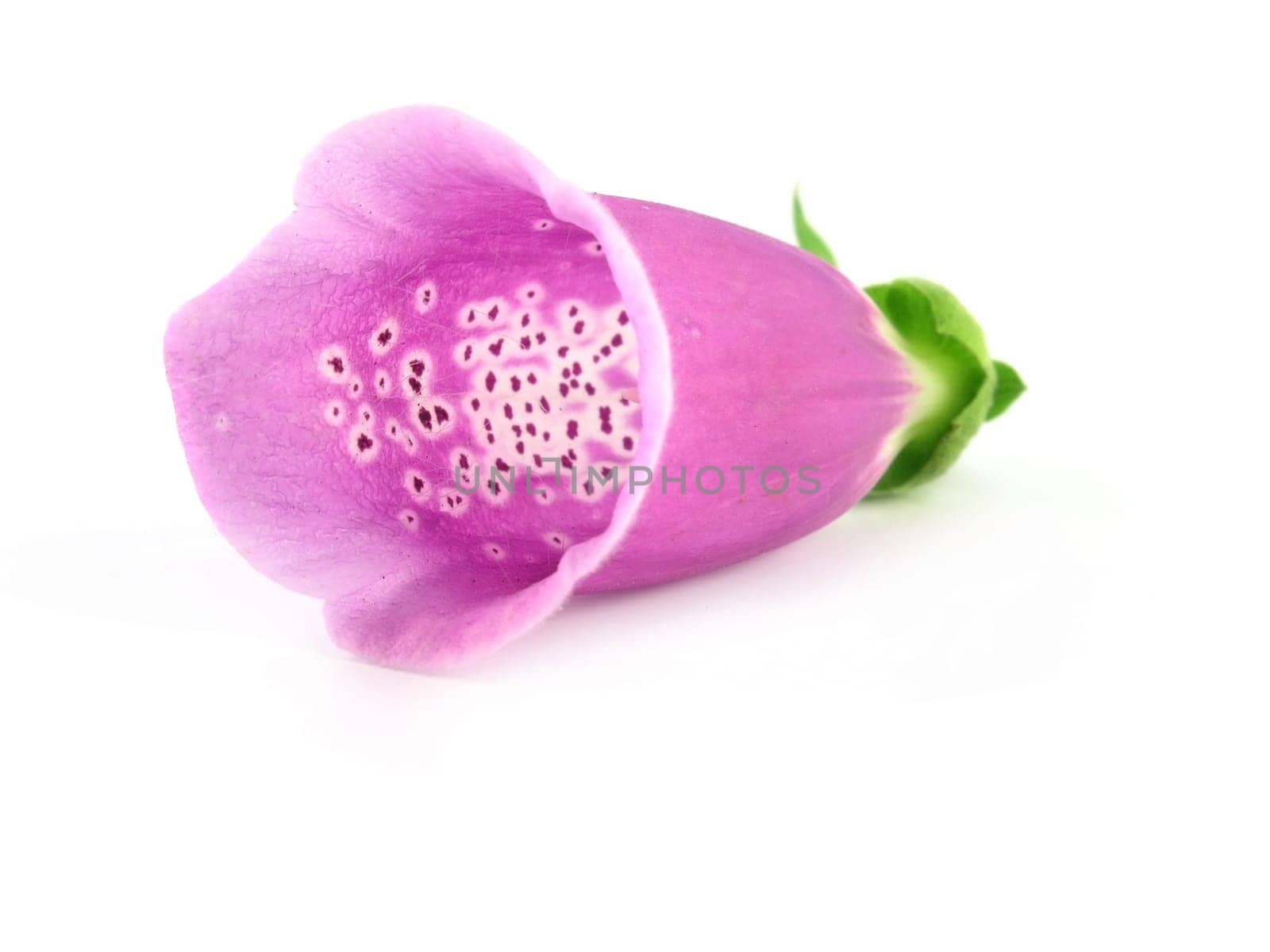 purple foxglove isolated on a white background