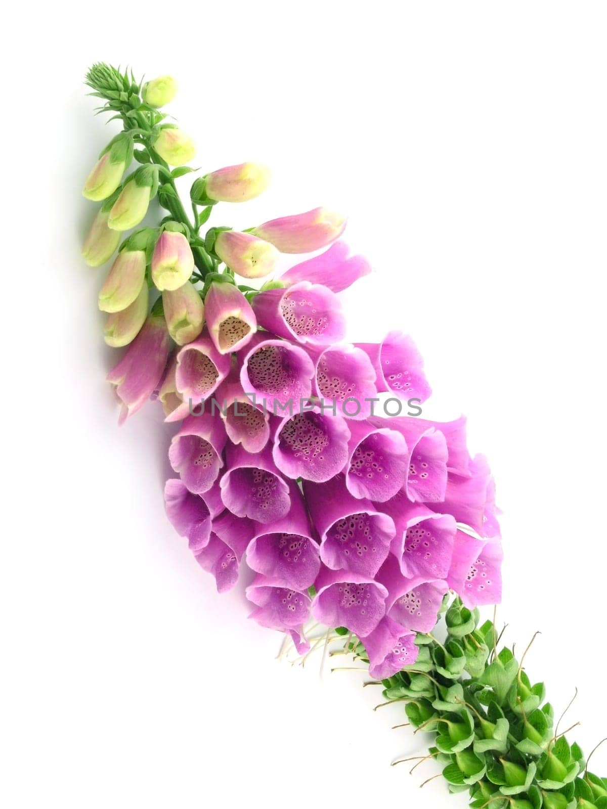 purple foxglove isolated on a white background