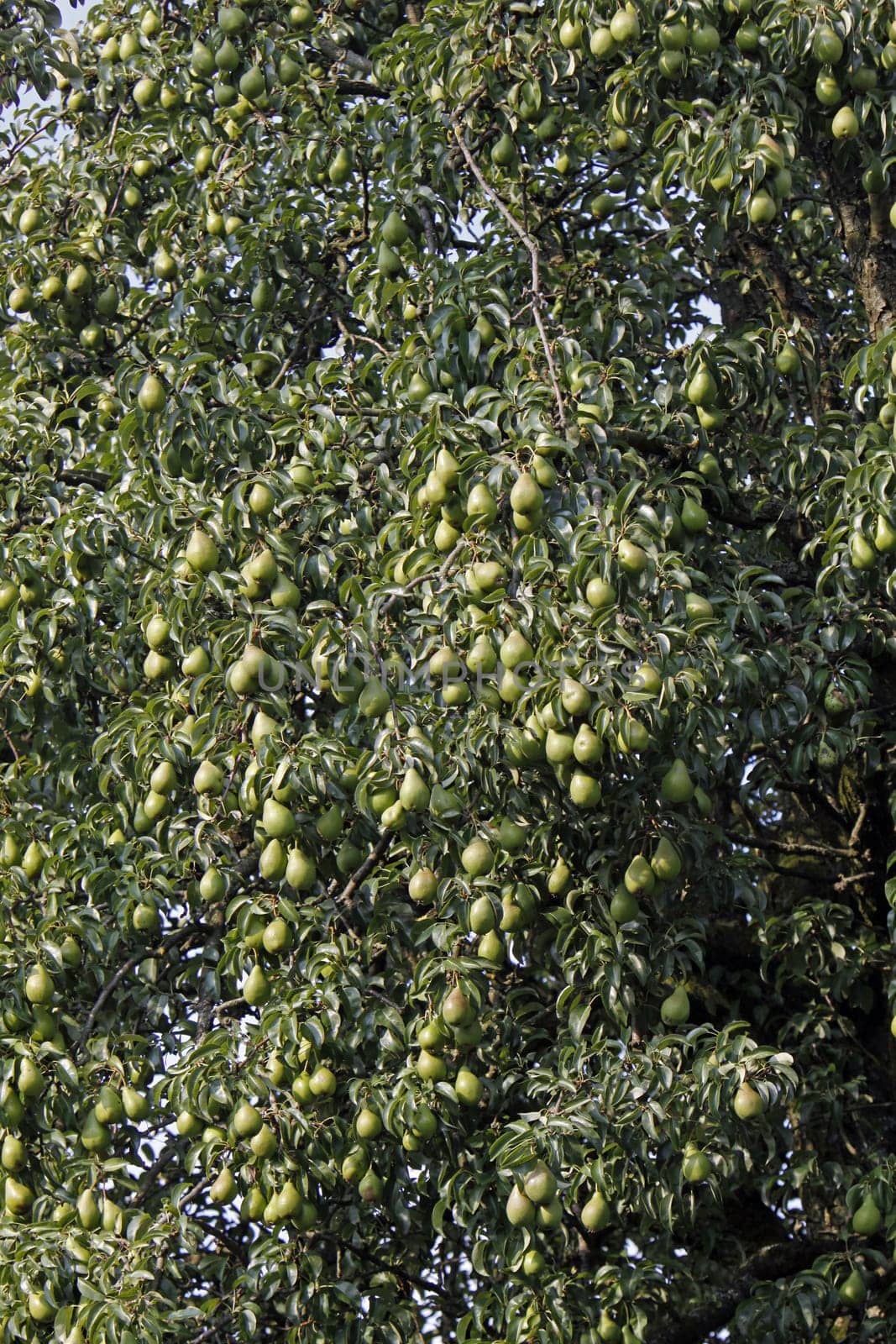 Harvest-ready pears on a pear tree