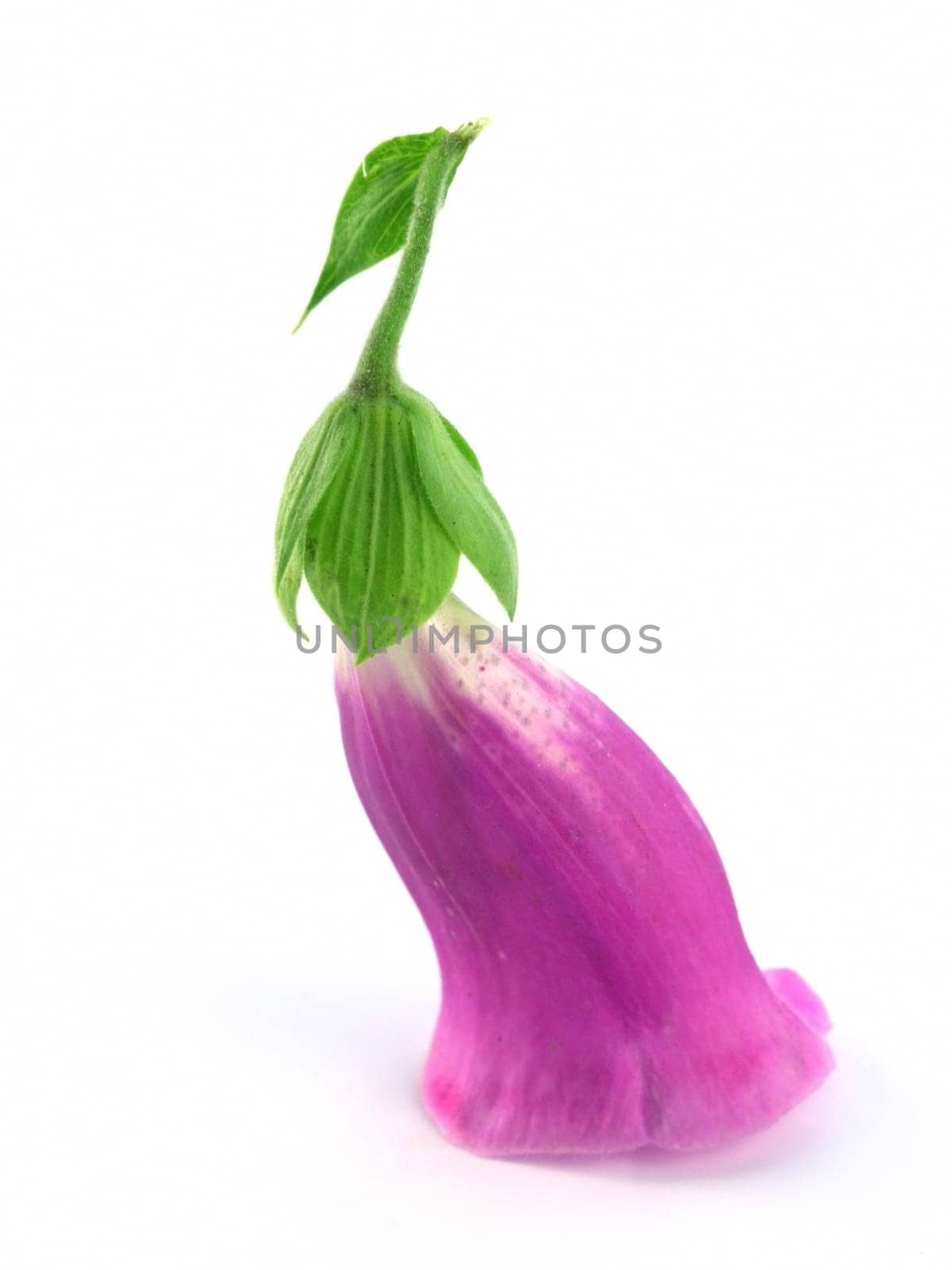 purple foxglove isolated on a white background