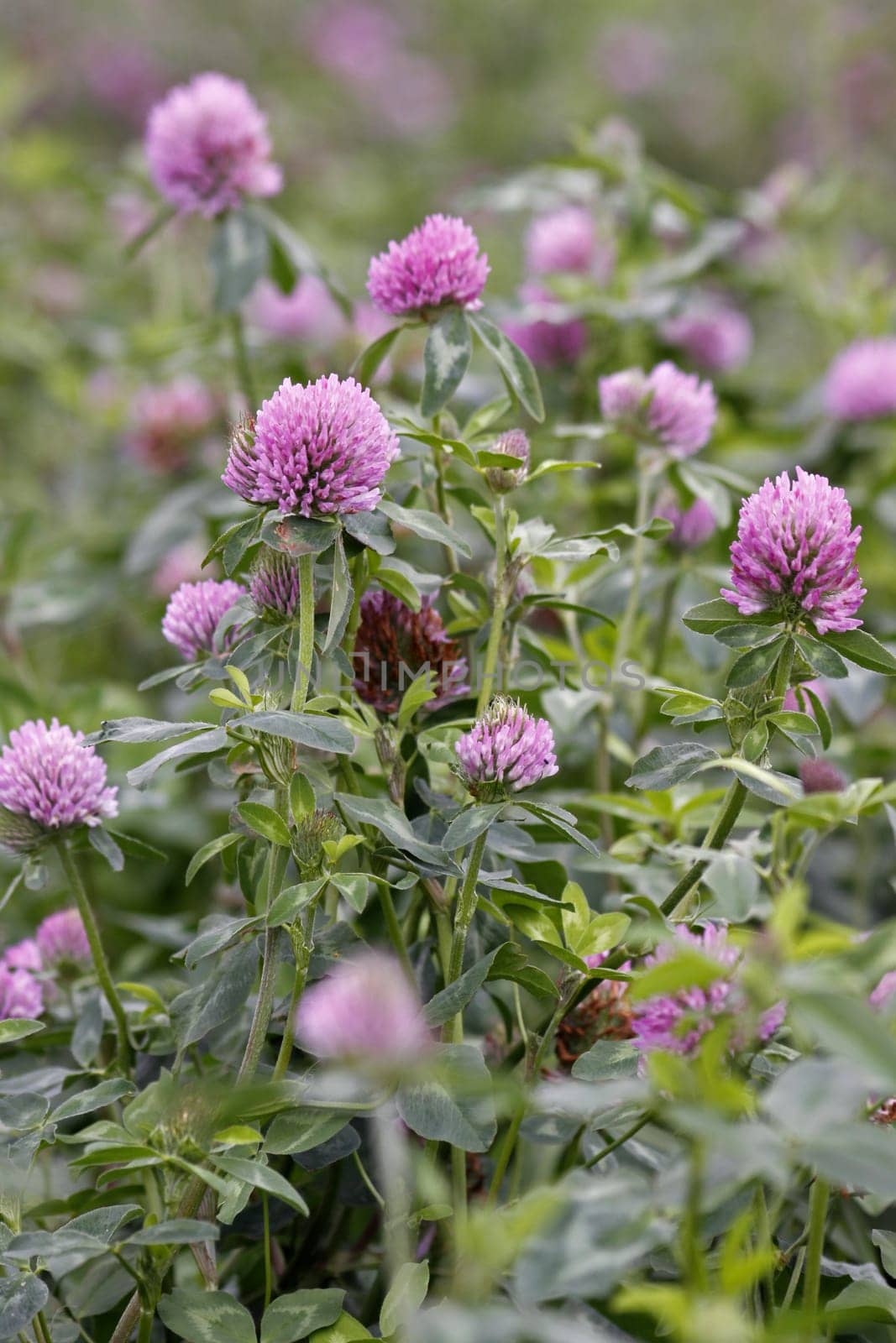 Red clover
