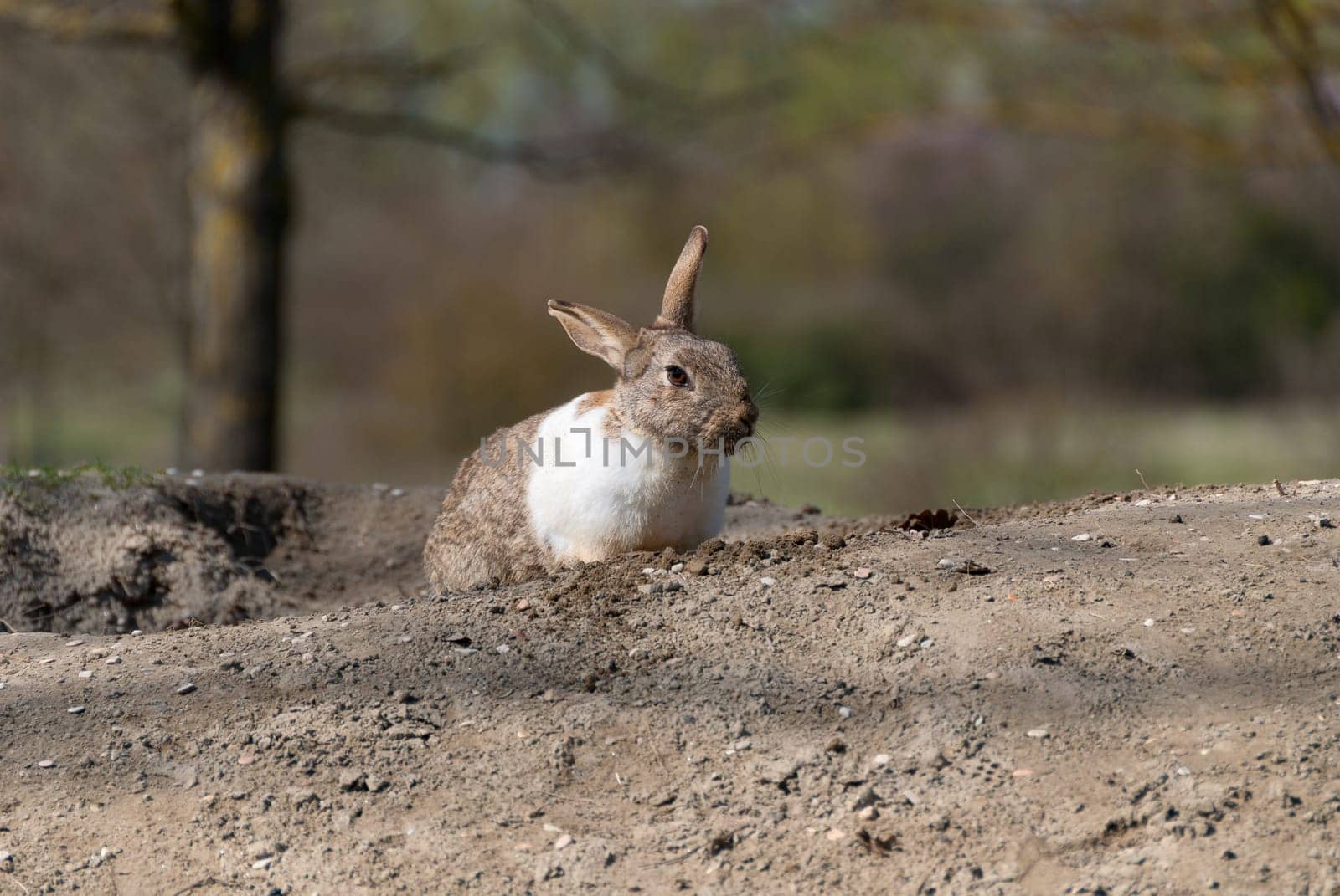 rabbit sticking out of its burrow in the ground