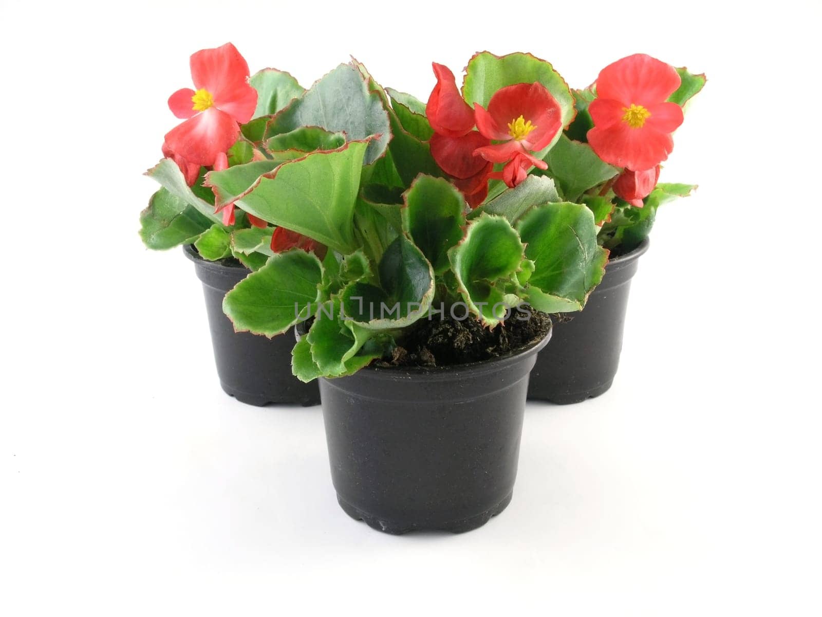 flower of a begonia isolated on a white background