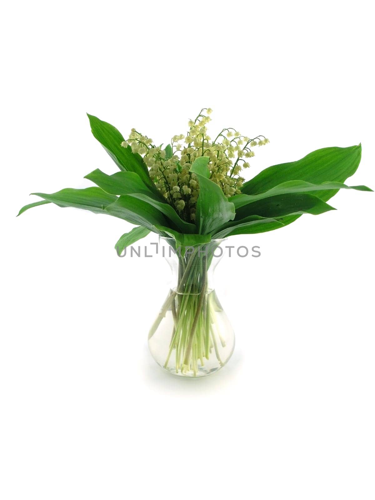 Lilies of the valley isolated on white background
