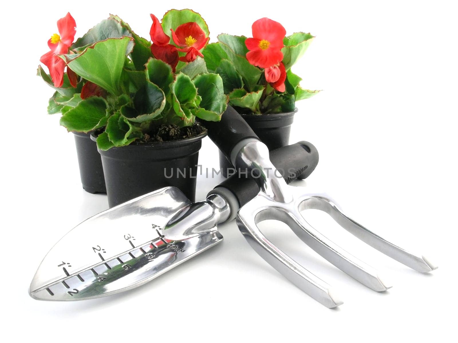 flower of a begonia isolated on a white background